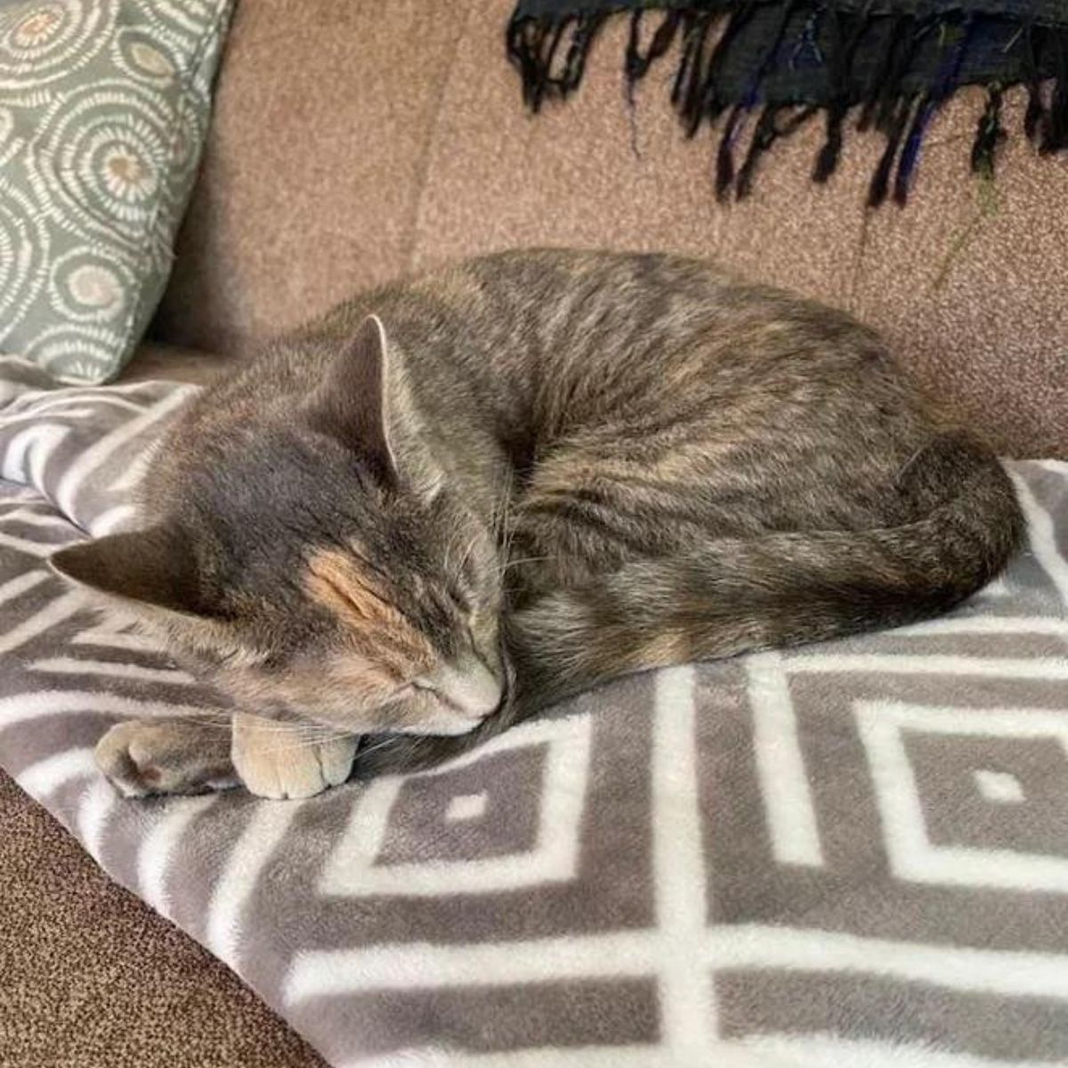 cat sleeping
