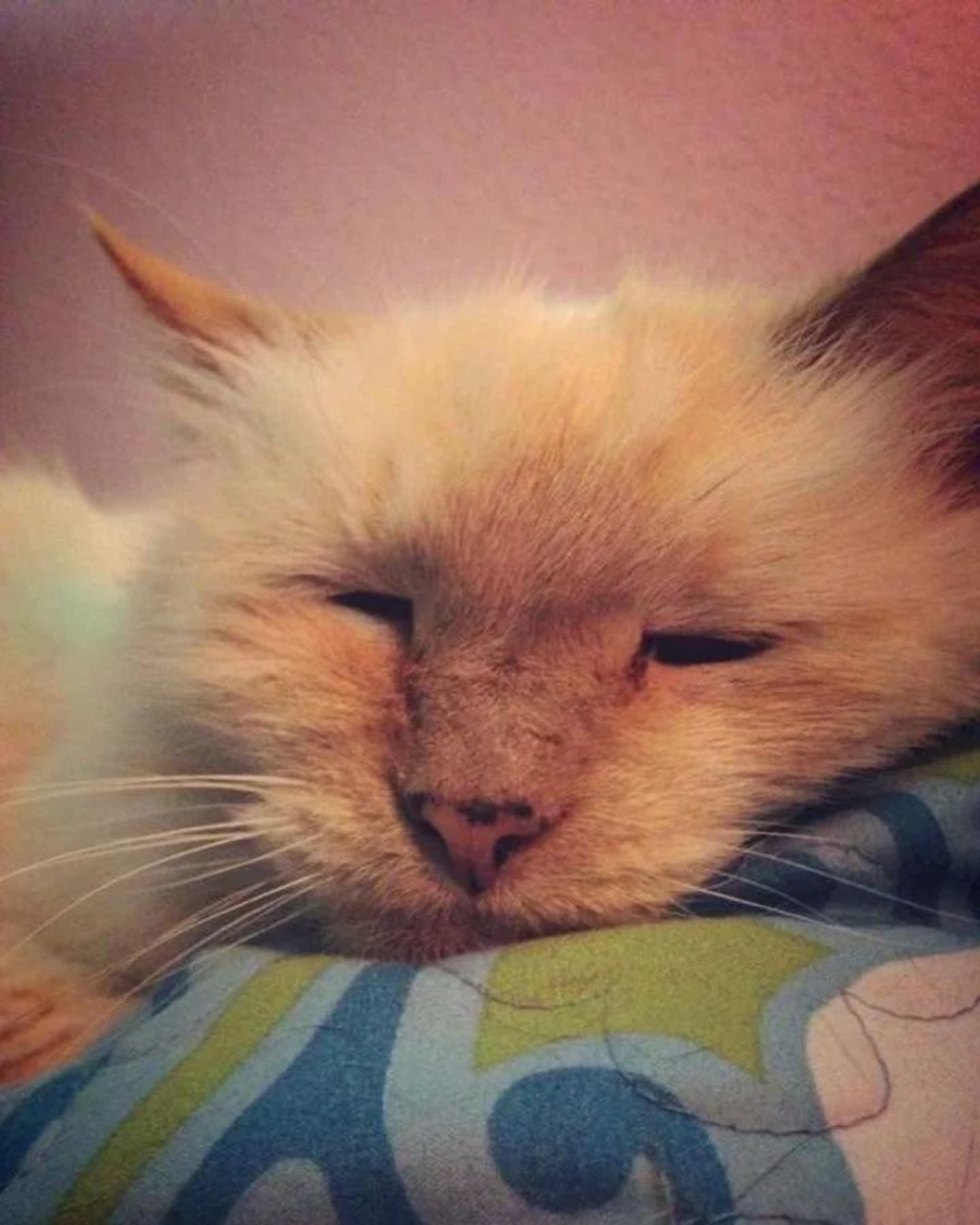 cat sleeping