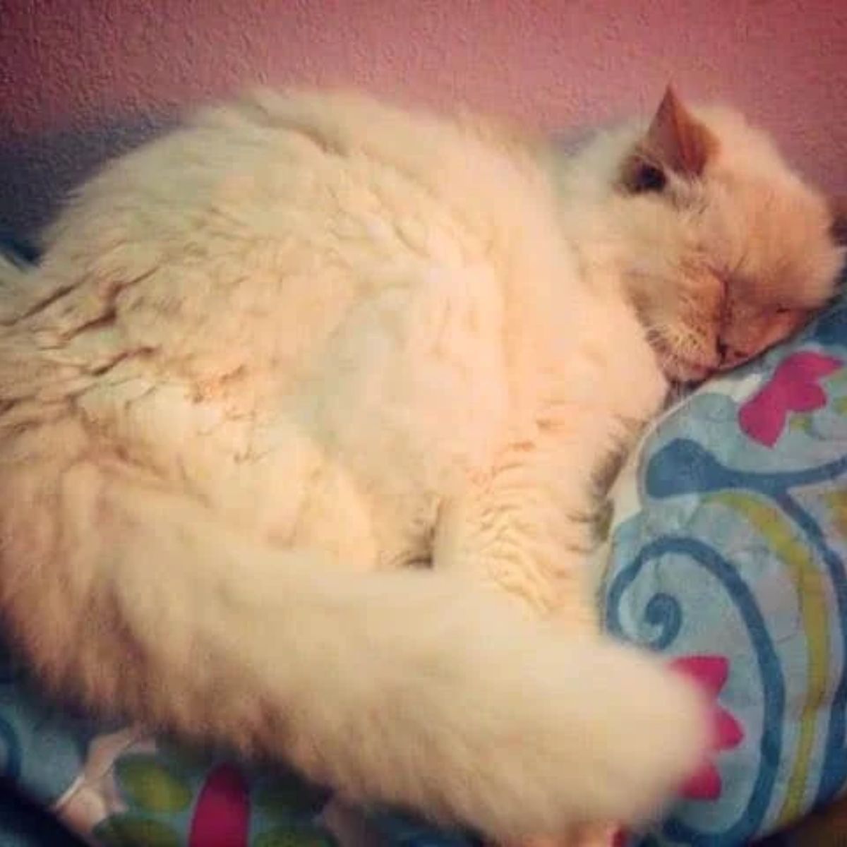 cat sleeping