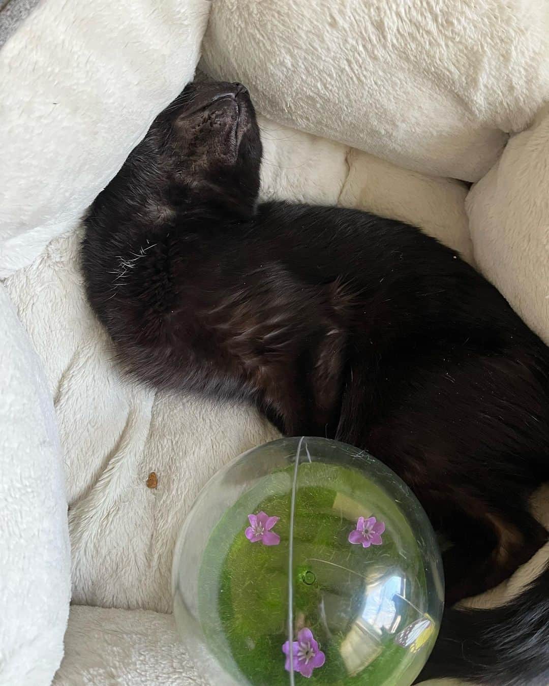 cat sleeping on its back