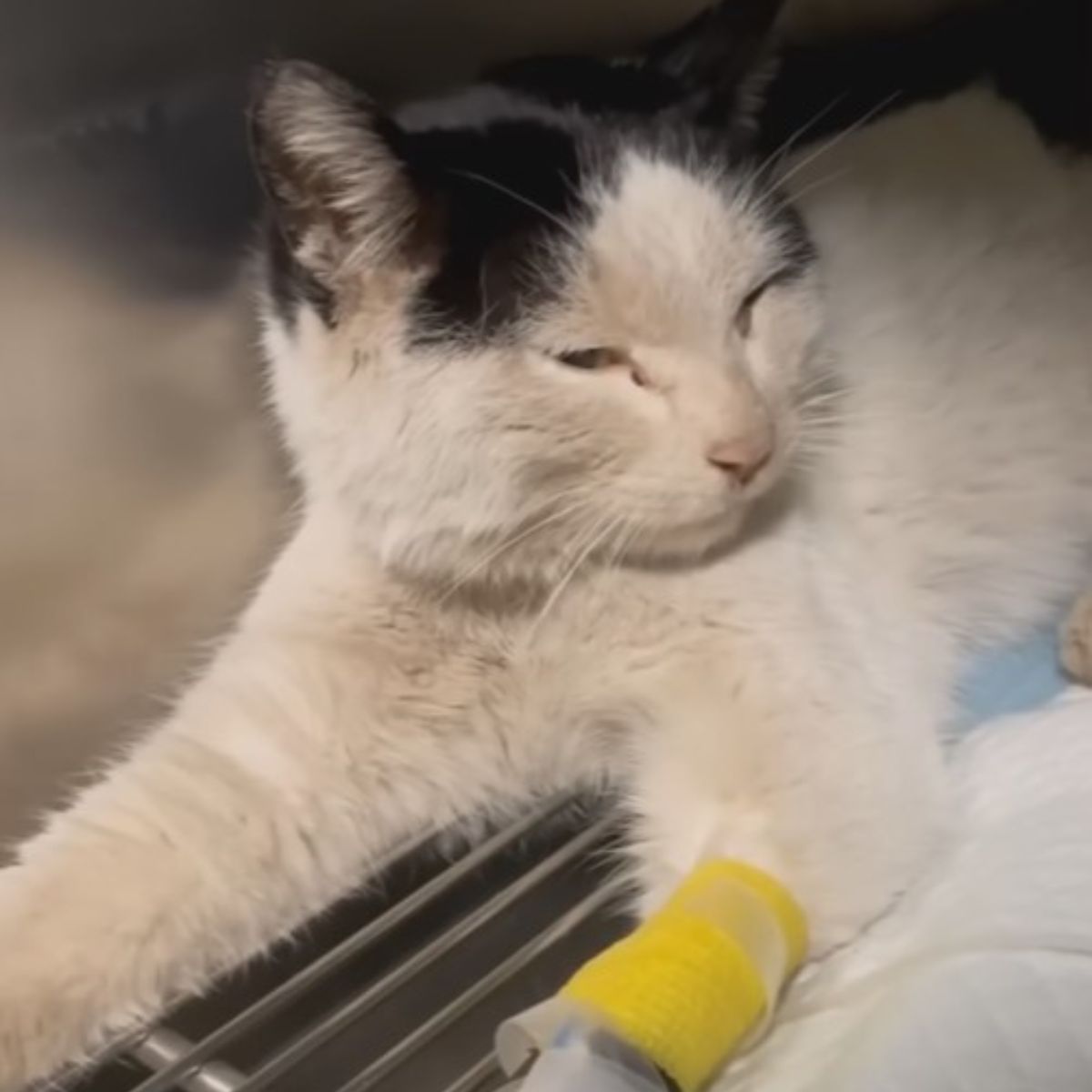 cat sleeping