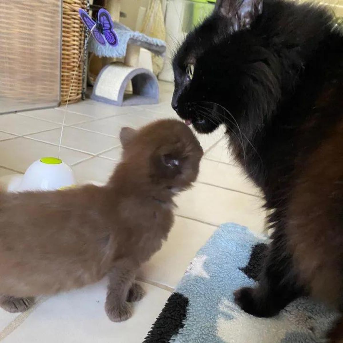 cat sniffing the kitten