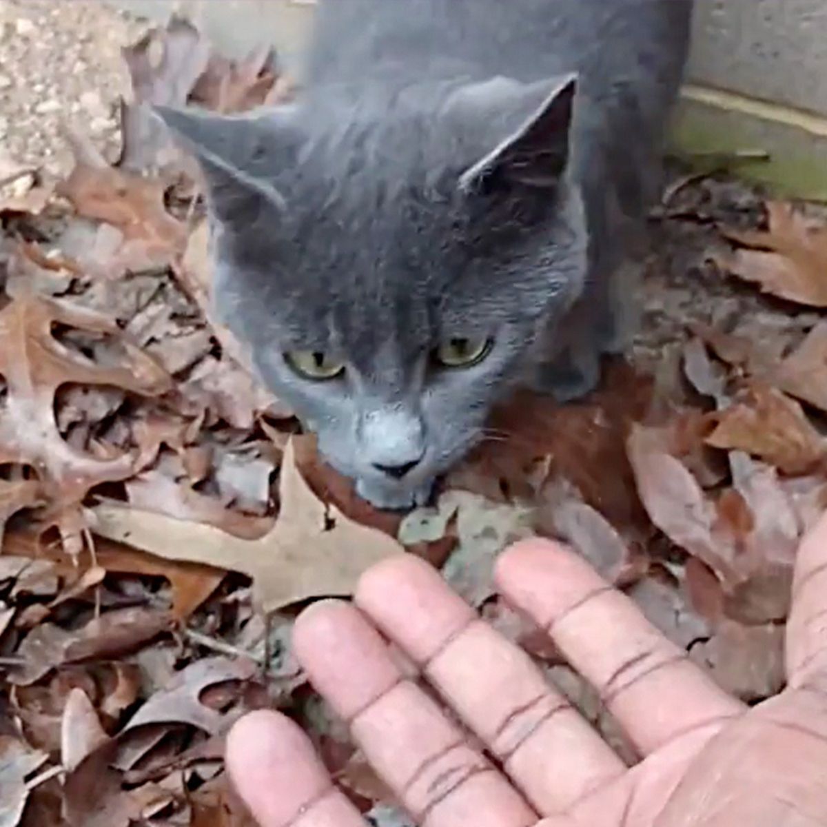 cat sniffs hand