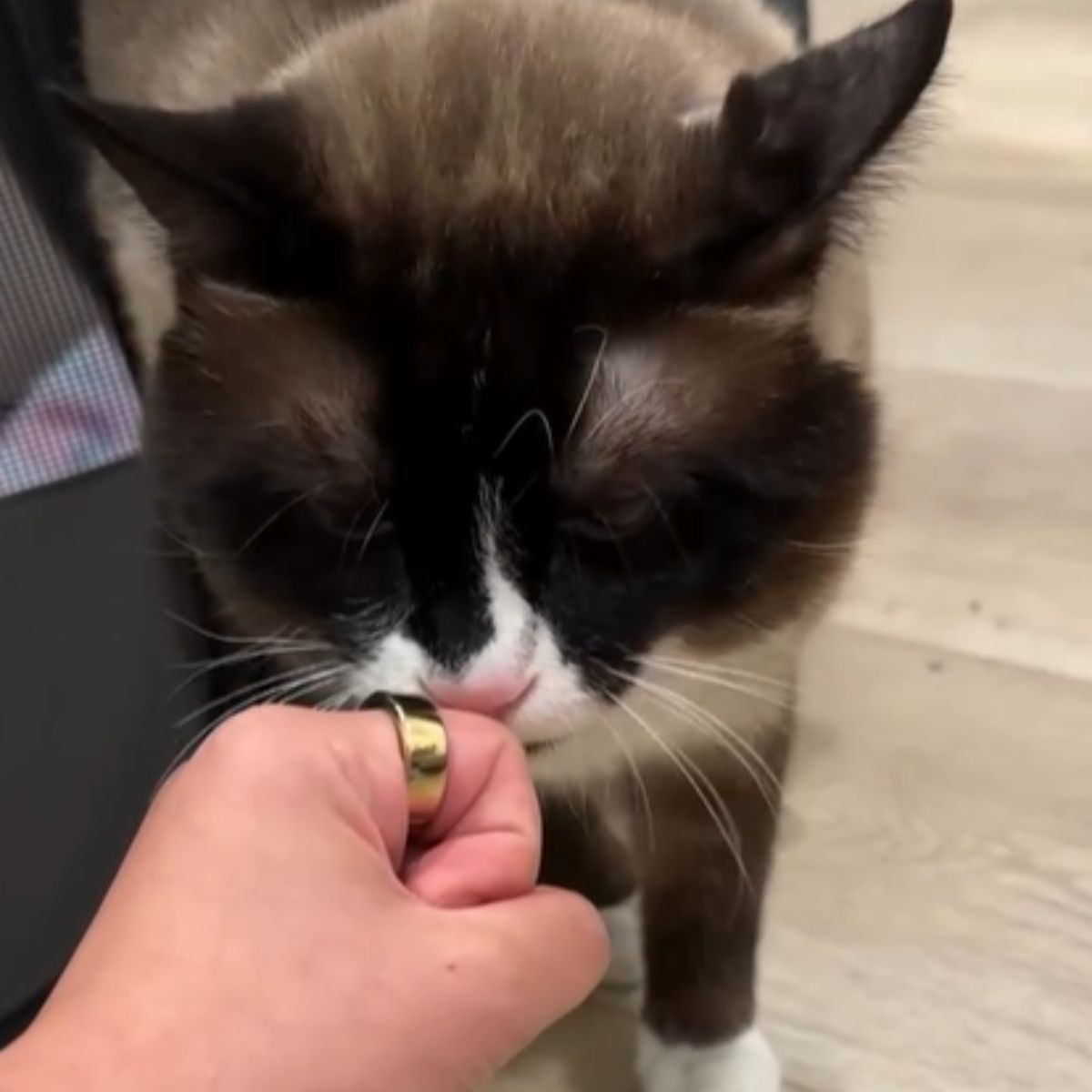 cat sniffs hand