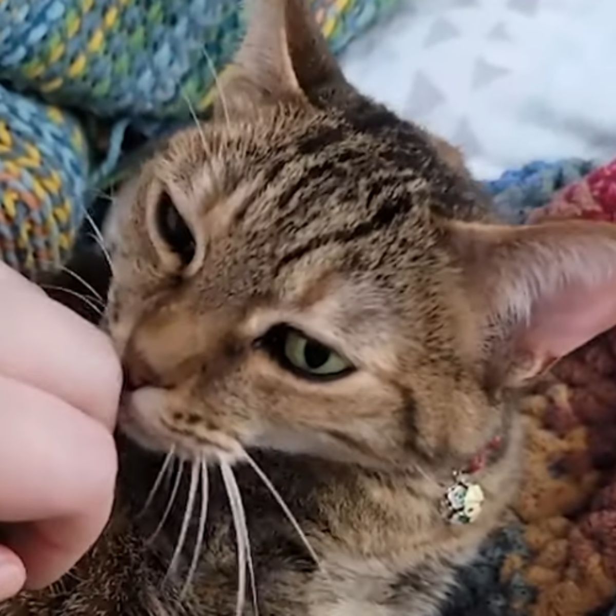 cat sniffs hand