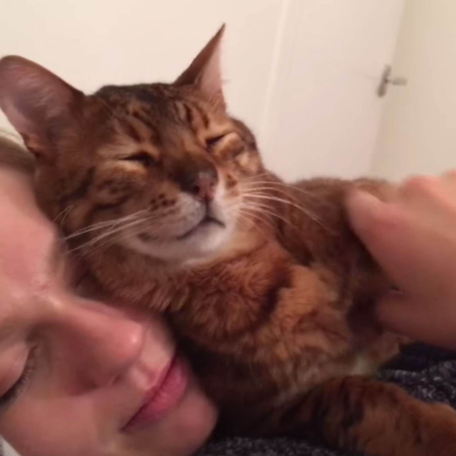 cat snuggled up to the woman