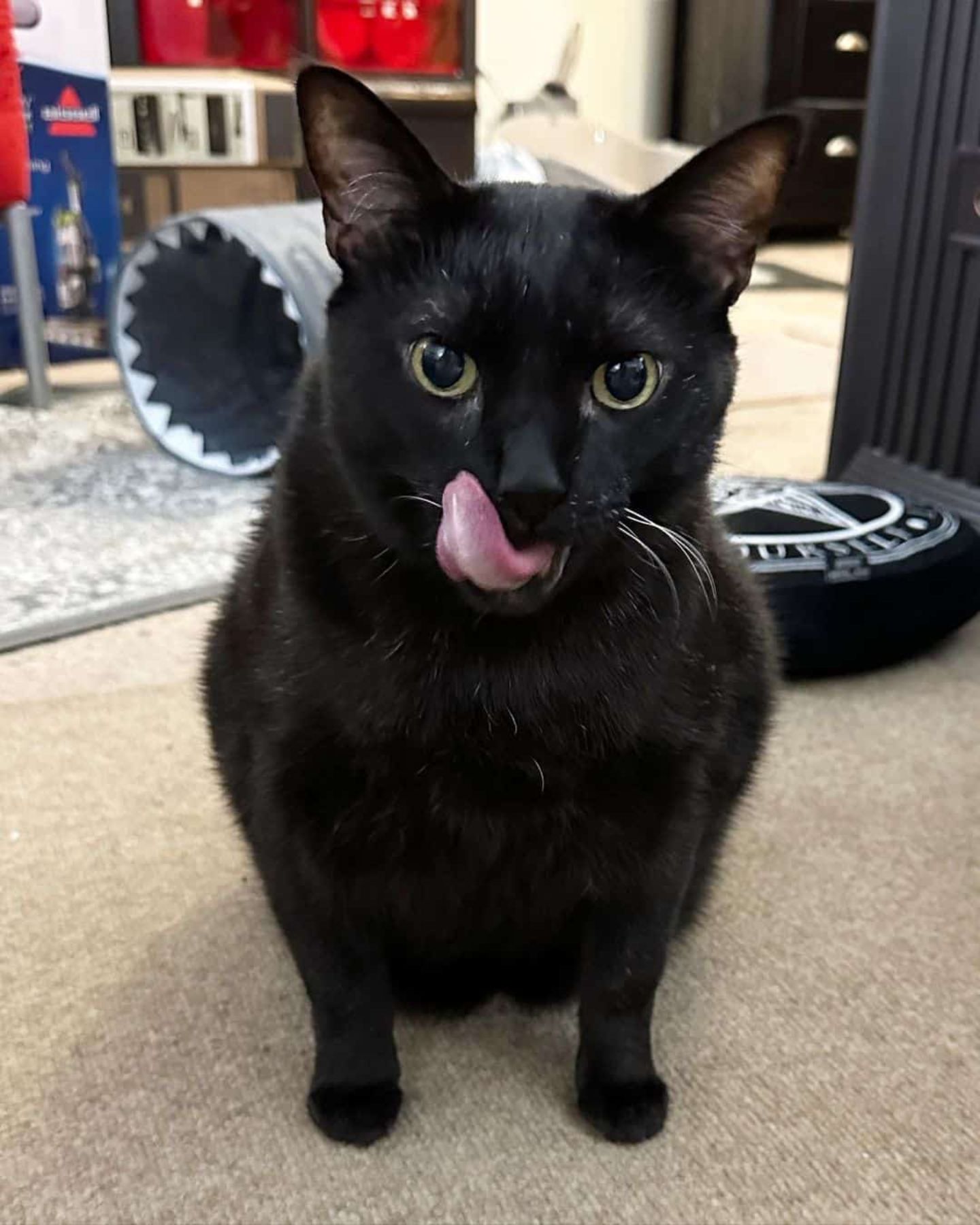 cat sticking its tongue out