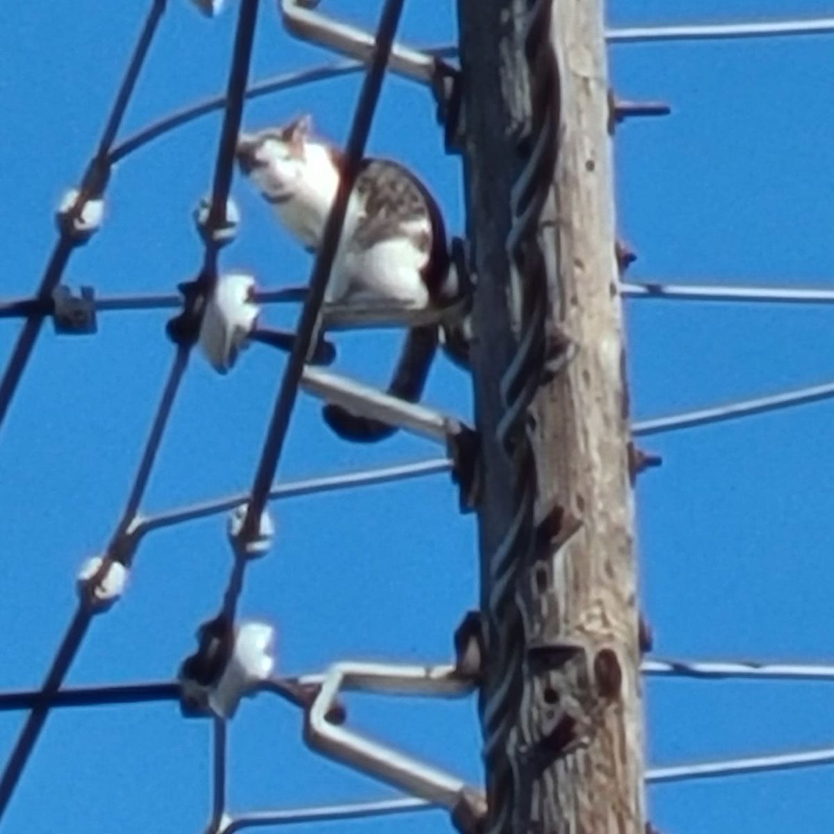cat stranded on utility pole