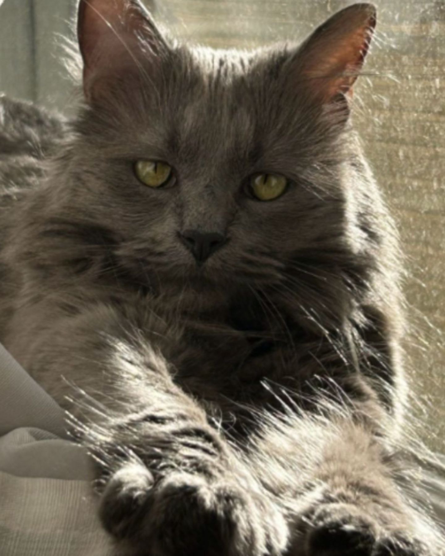 cat stretched legs