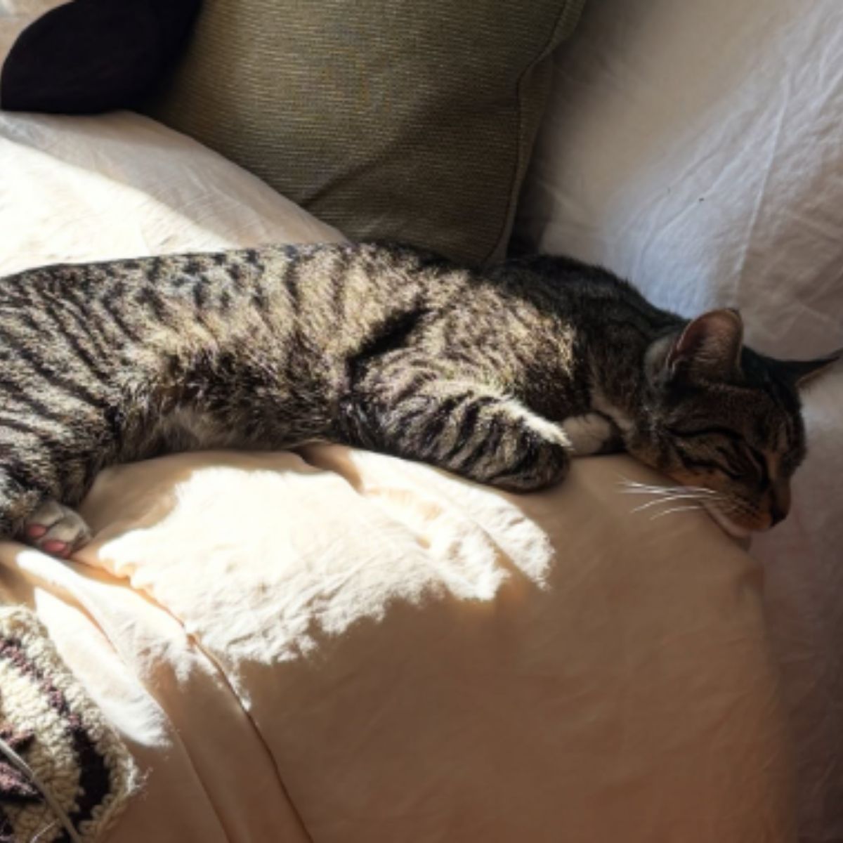 cat stretched out and sleeps on the bed