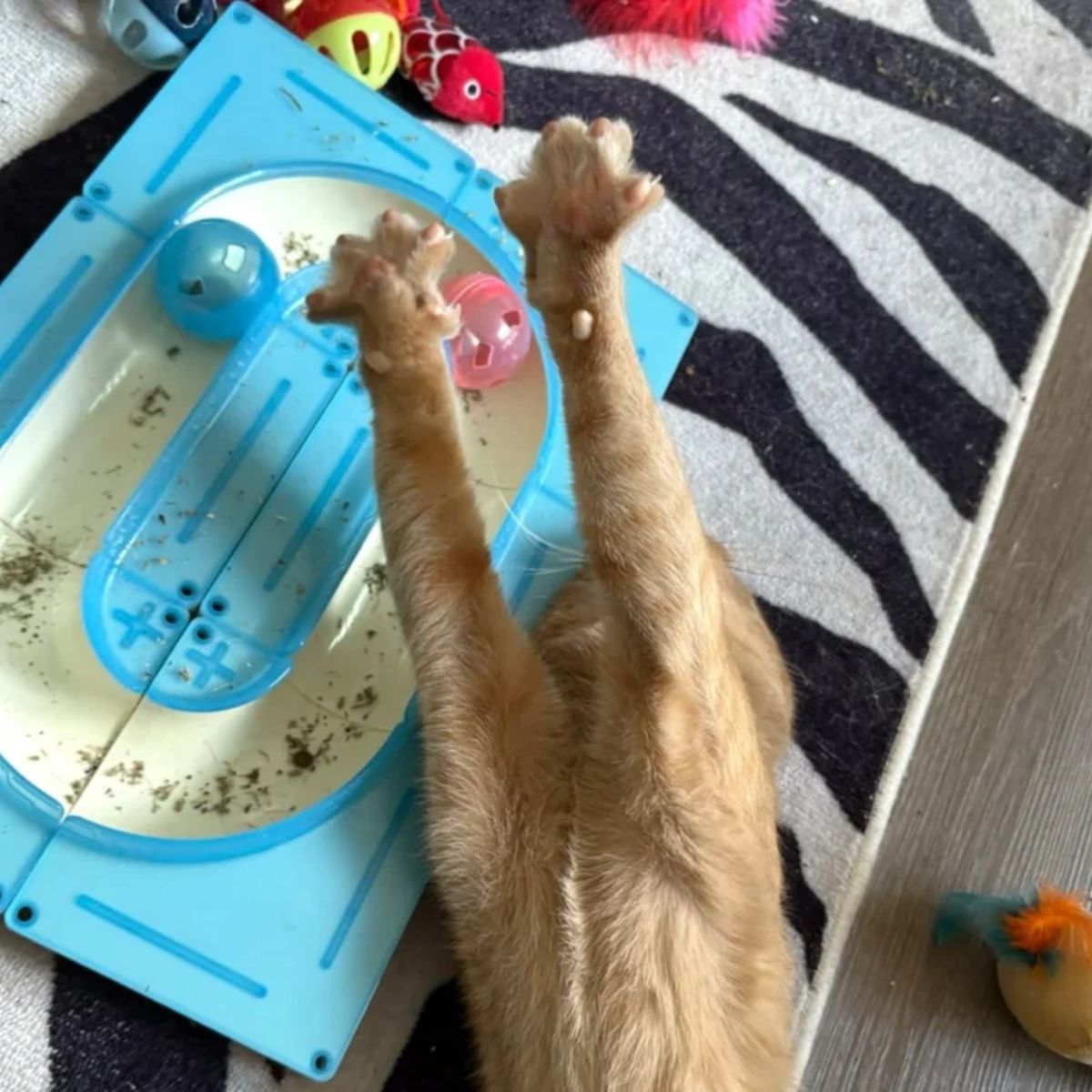 cat stretching