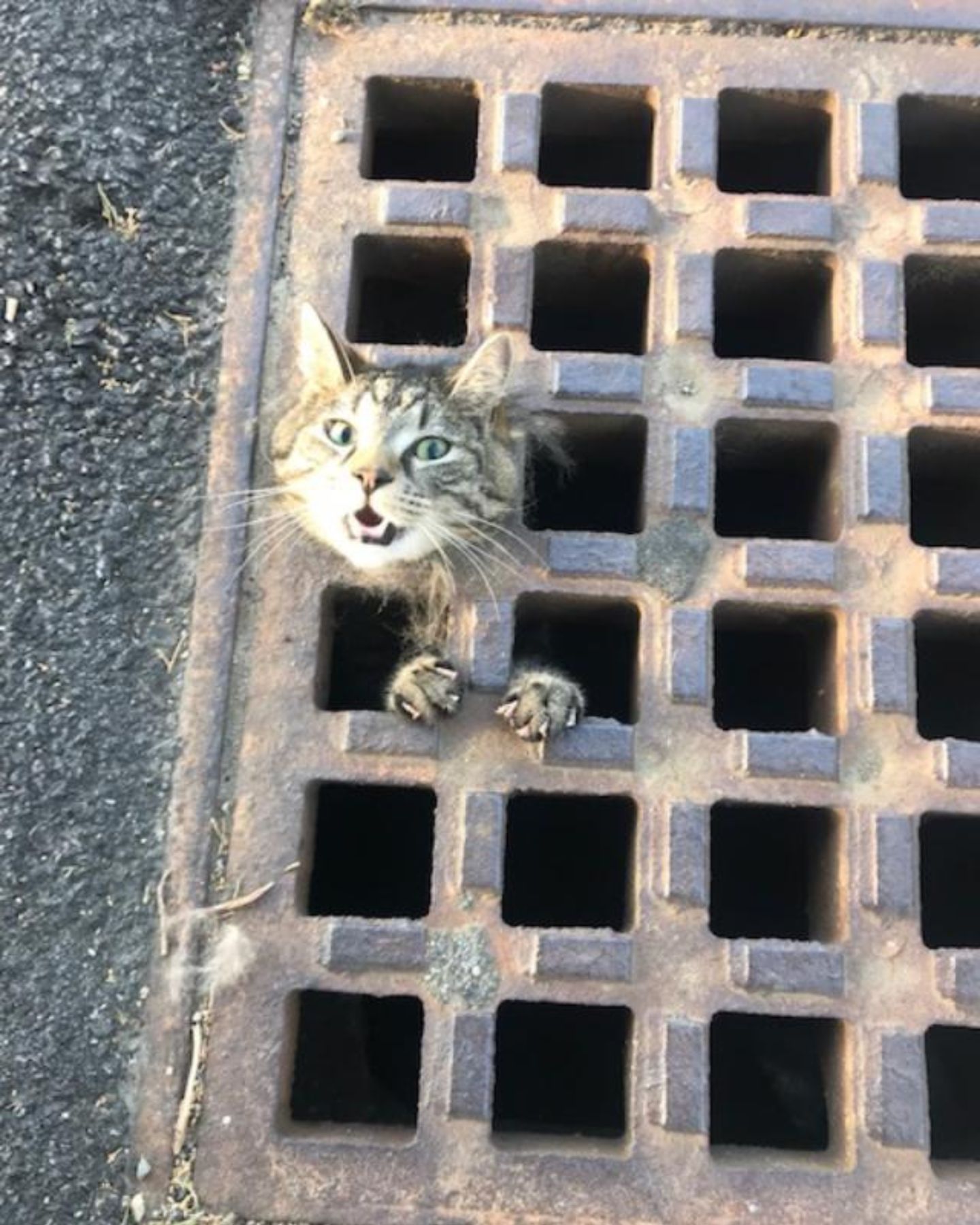 cat stuck in a storm drain cover