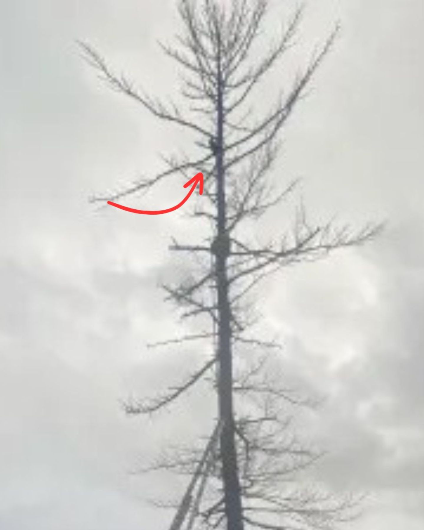 cat stuck in a tree
