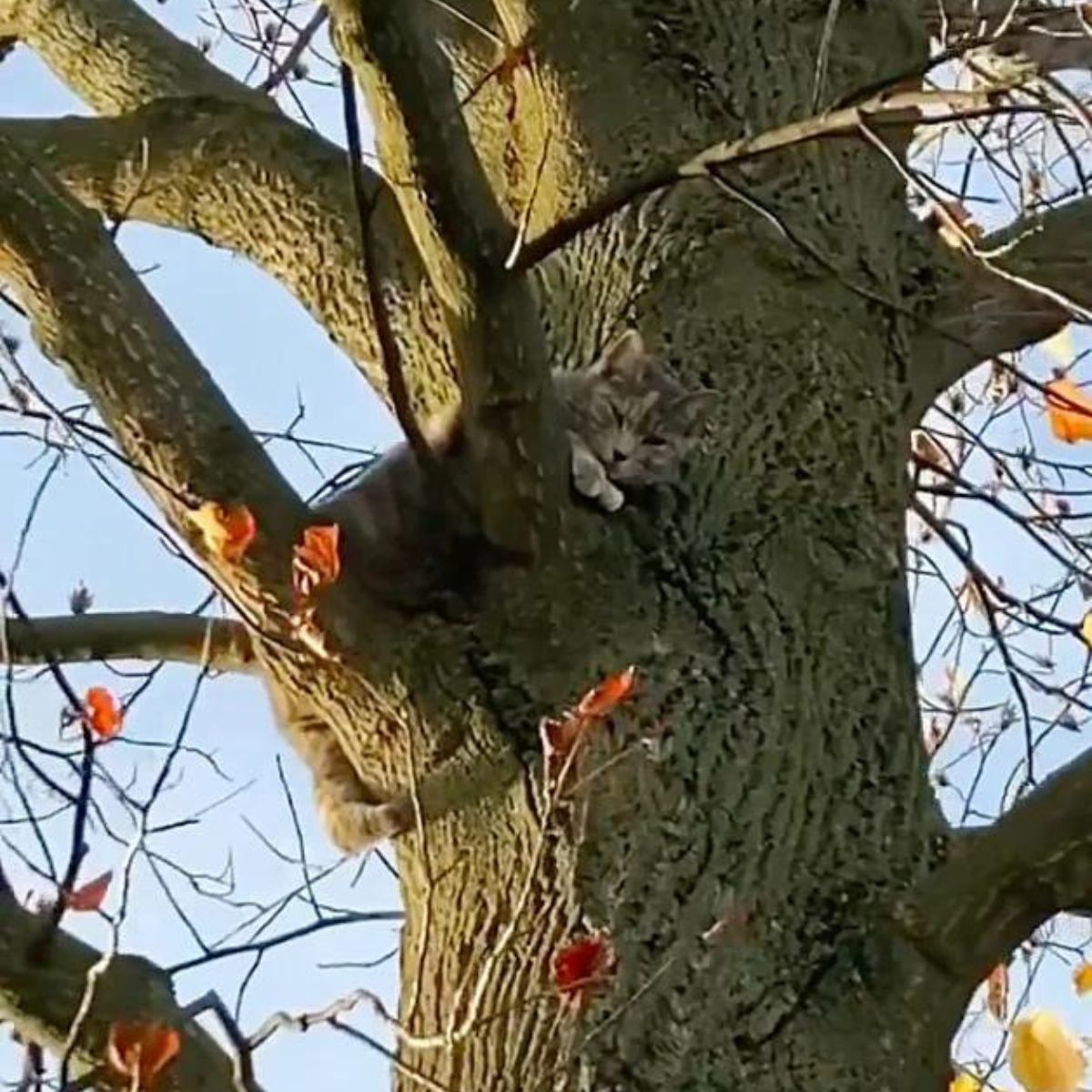 cat stuck in a tree