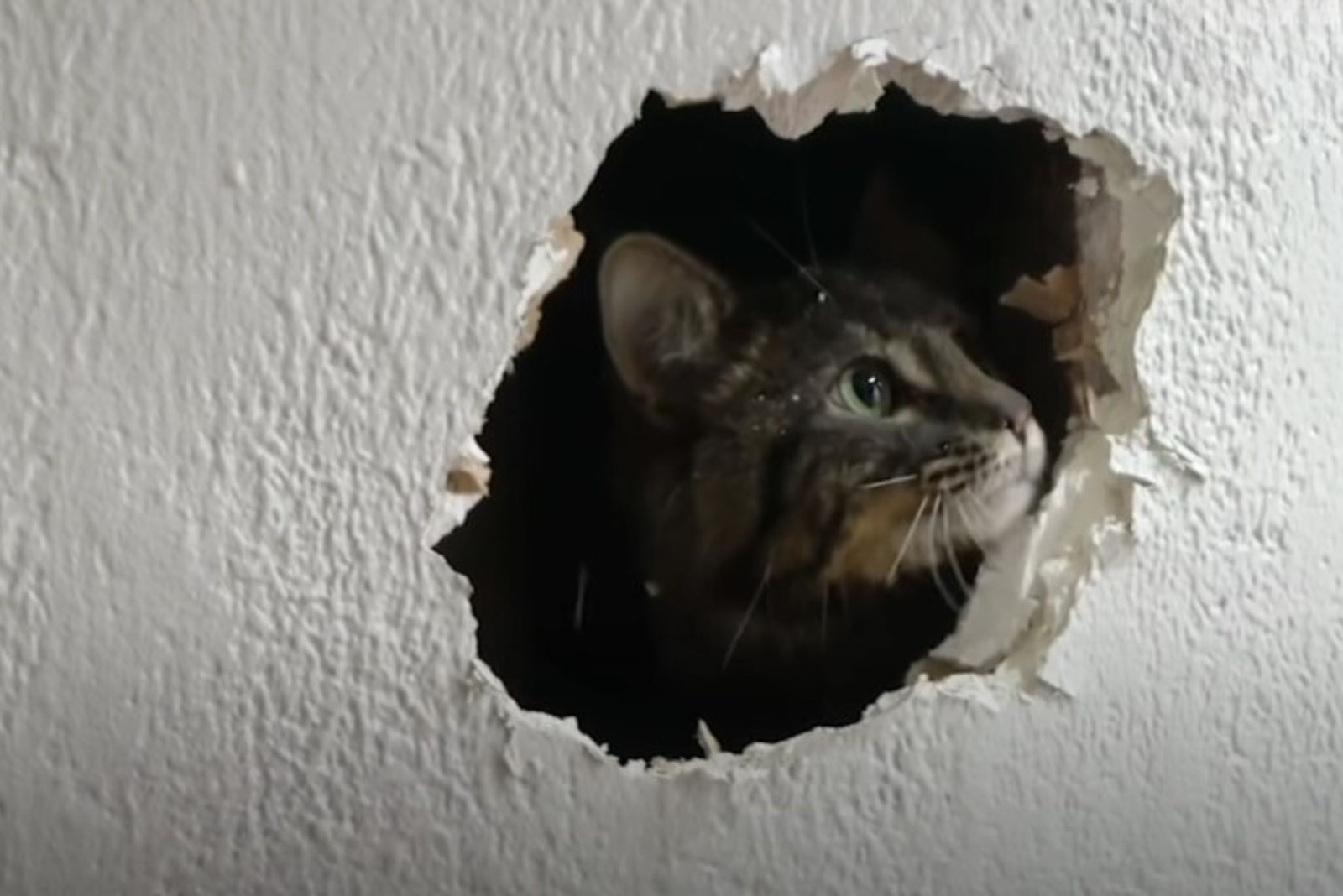 cat stuck in a wall