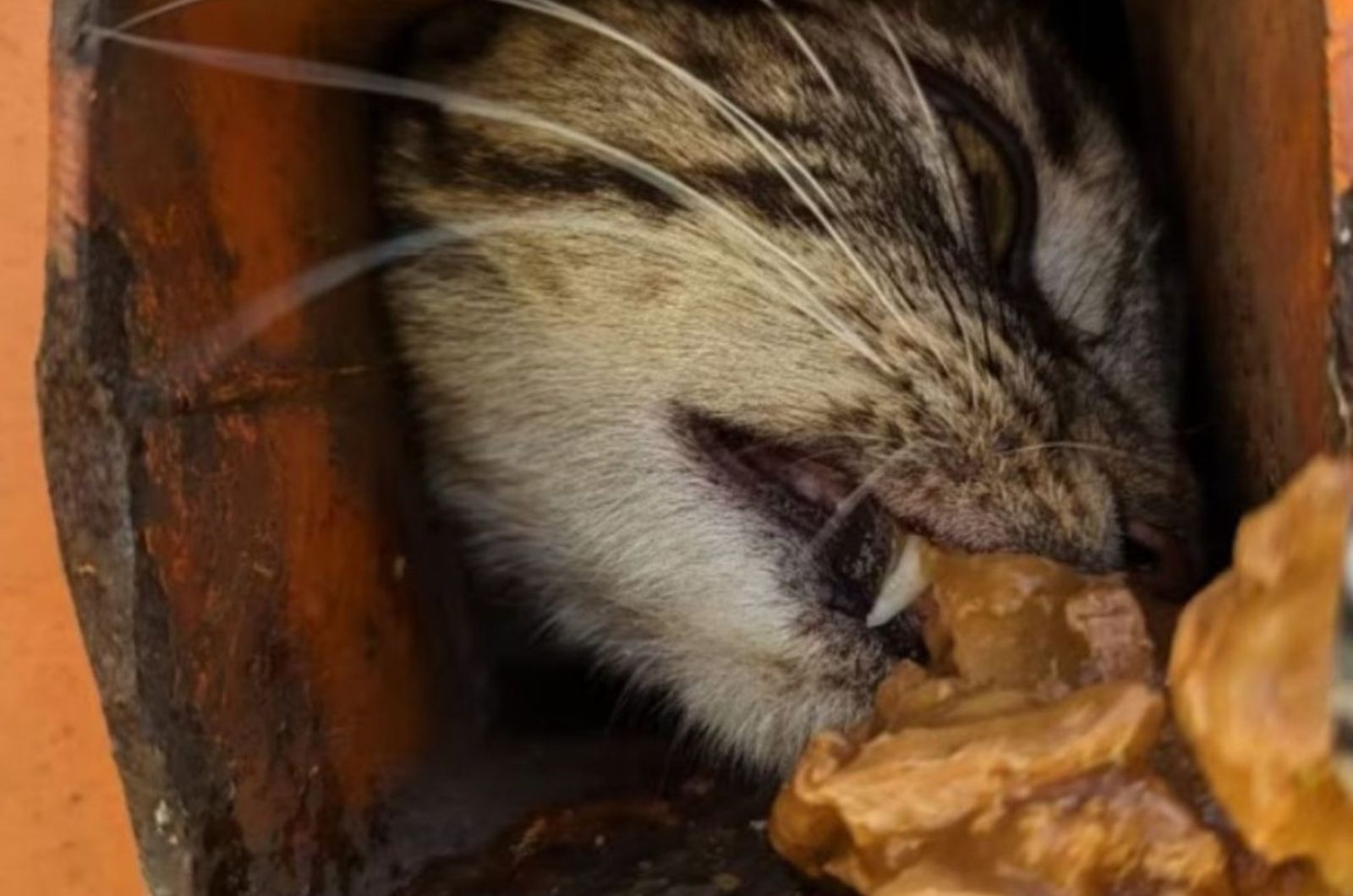 cat stuck in compressor