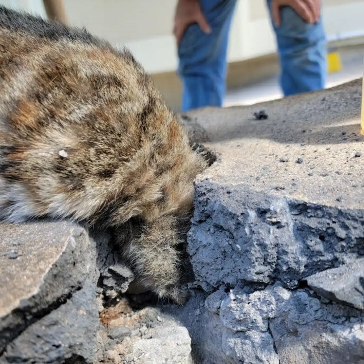 cat stuck in concrete