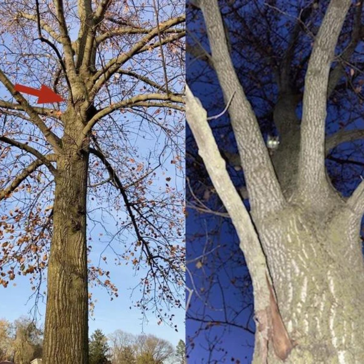 cat stuck on a big tree
