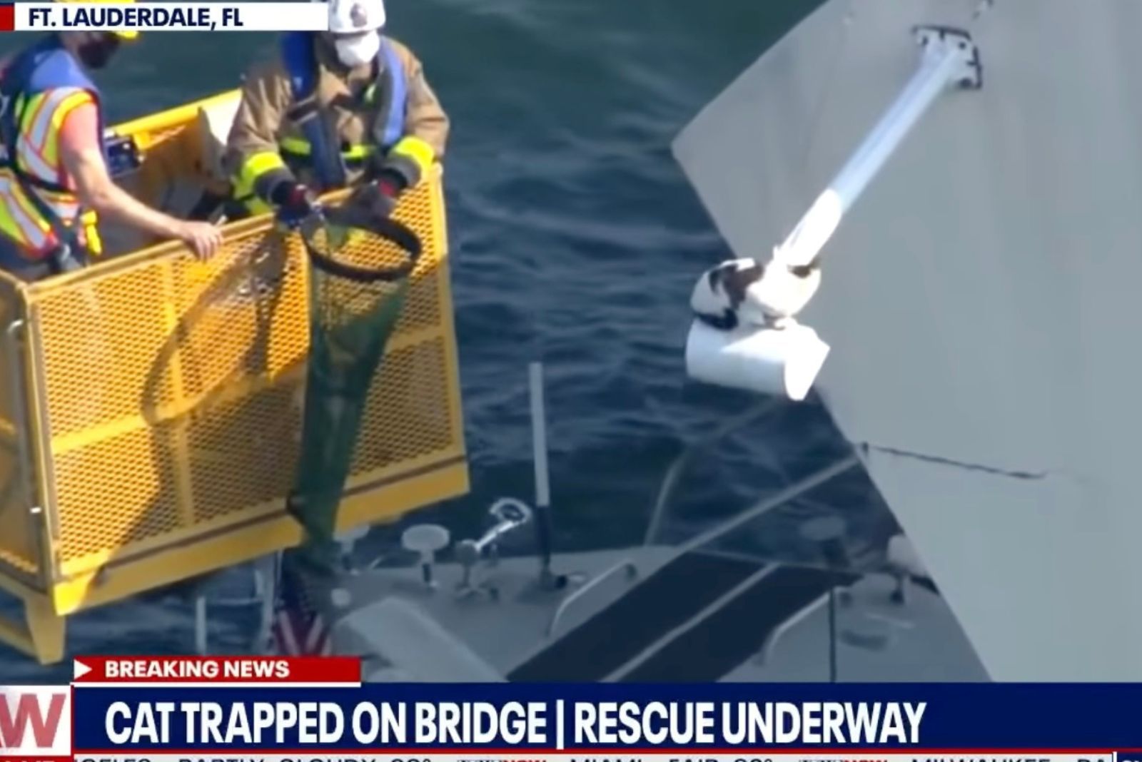 cat stuck on bridge