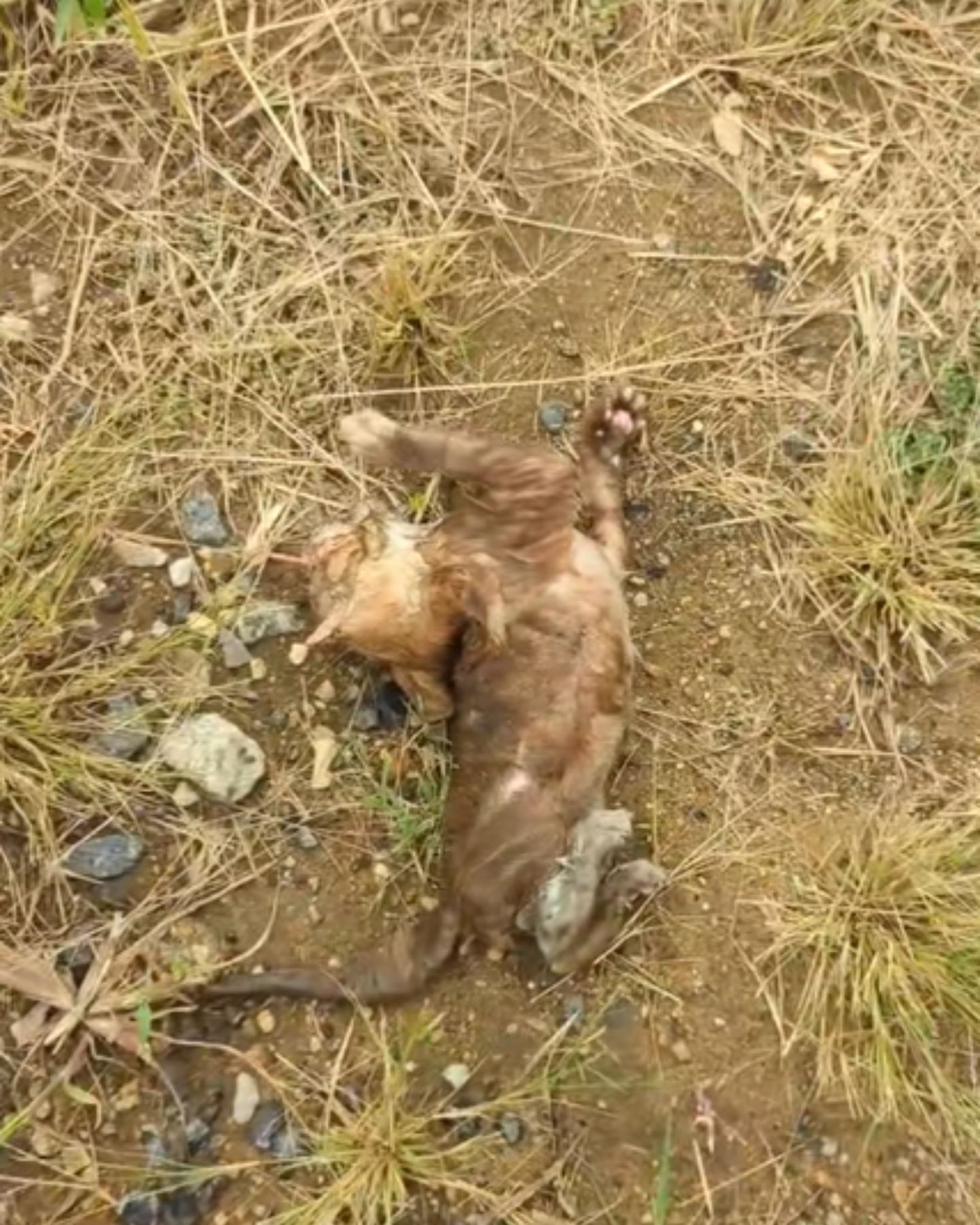 cat taken out of the water onto the ground