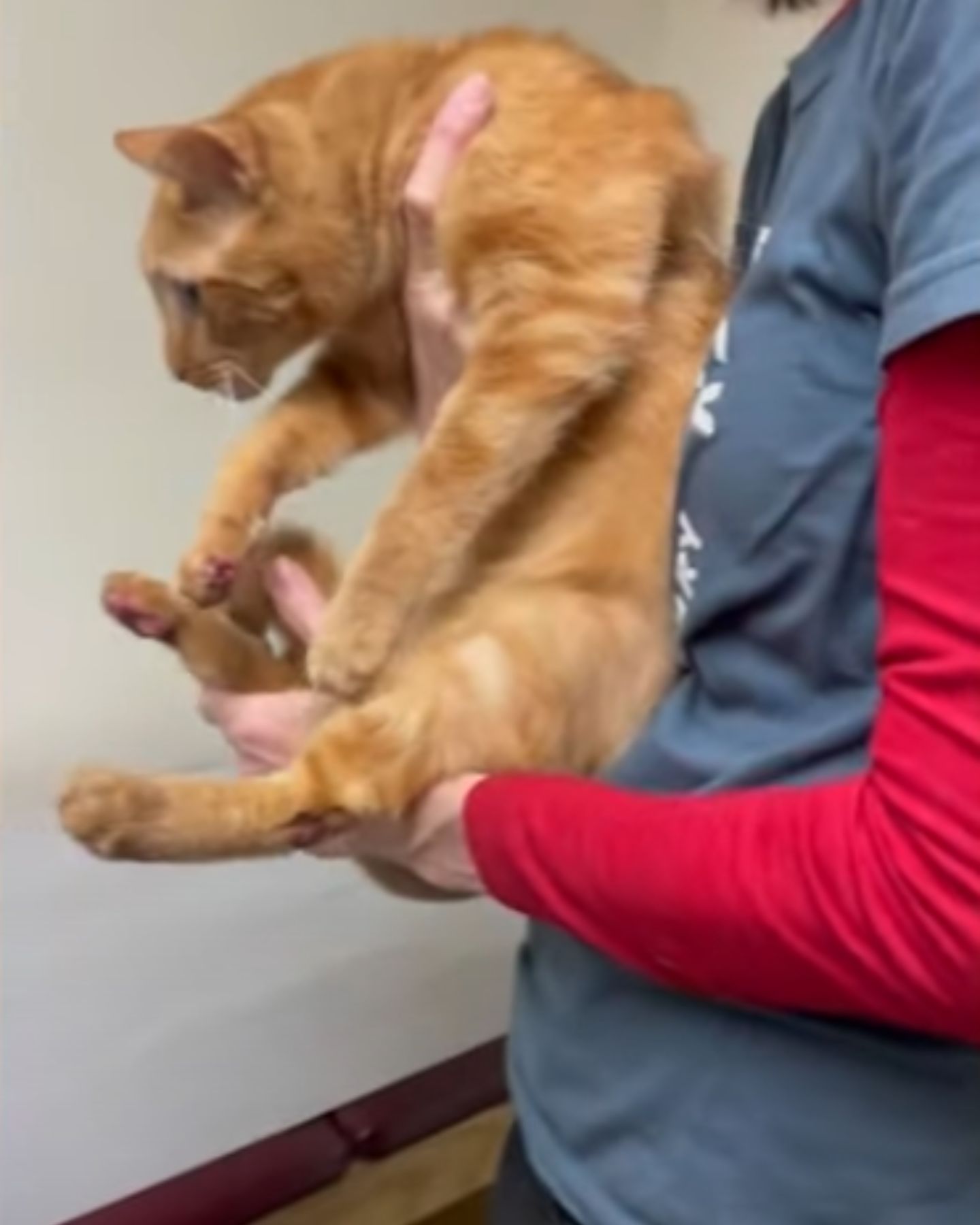 cat that jumped into the veterinarian's arms