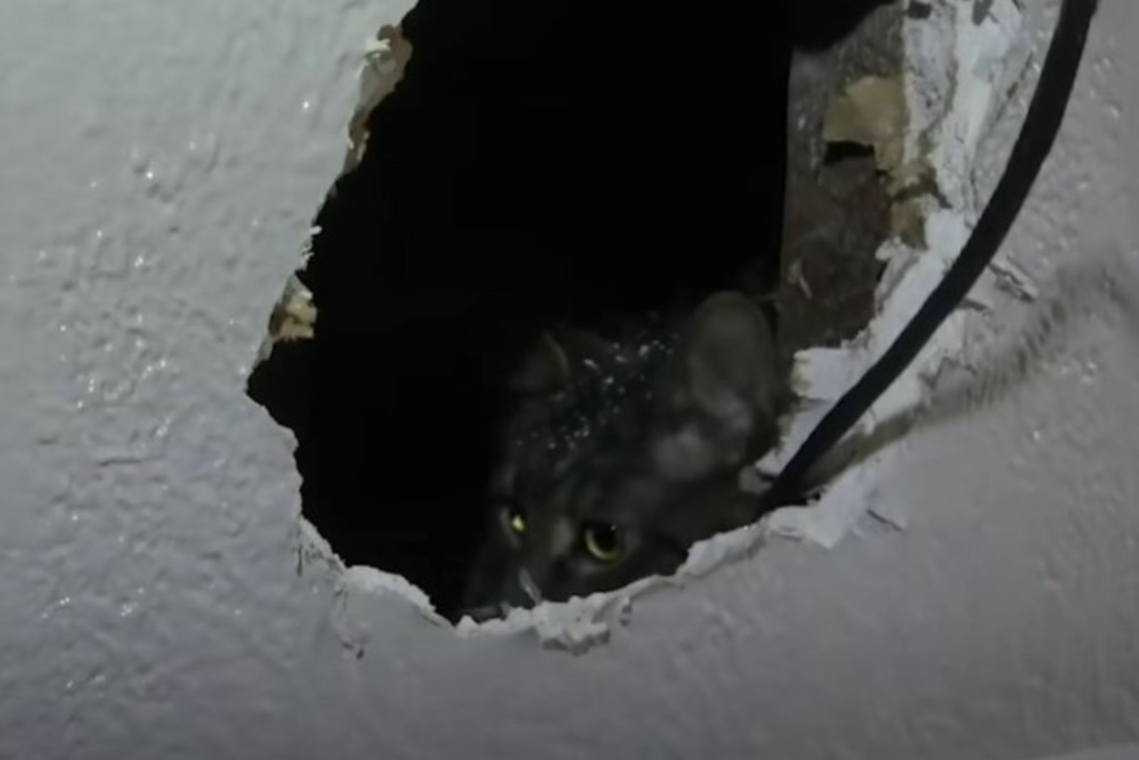cat trapped in a wall