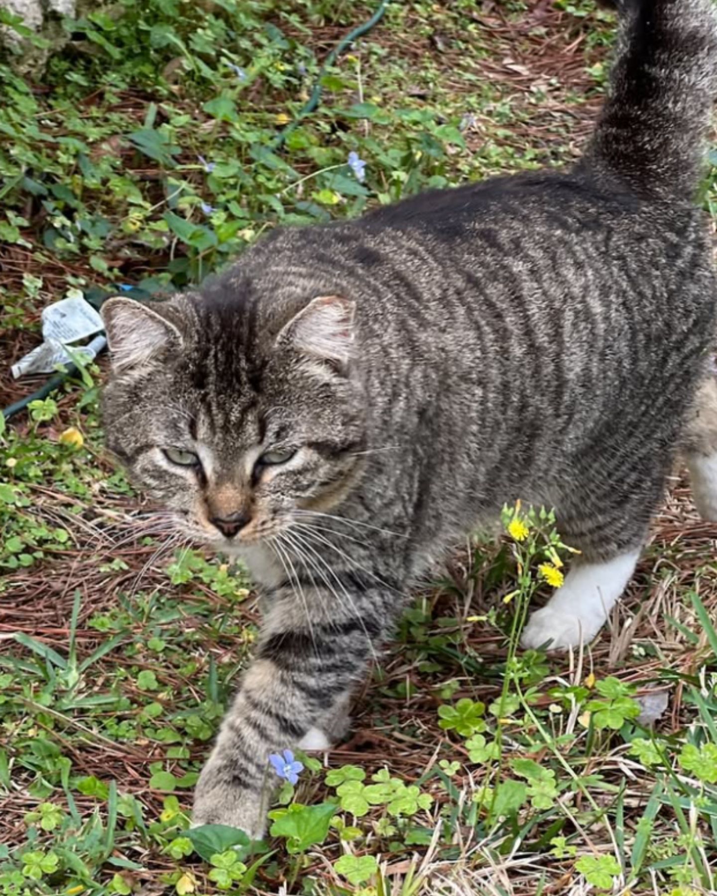 cat walking on the grass