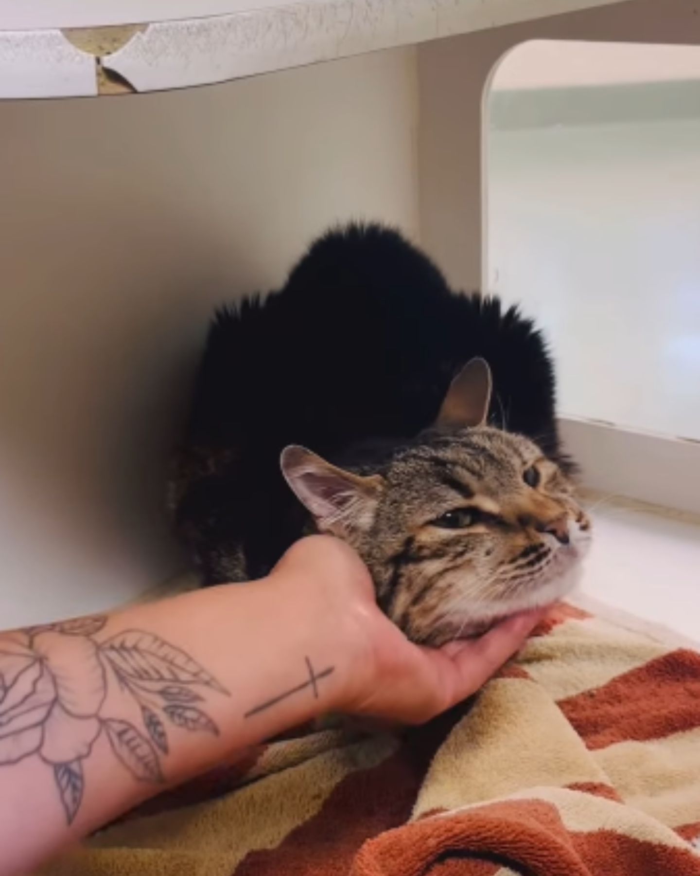 cat was rescued and is being cuddled