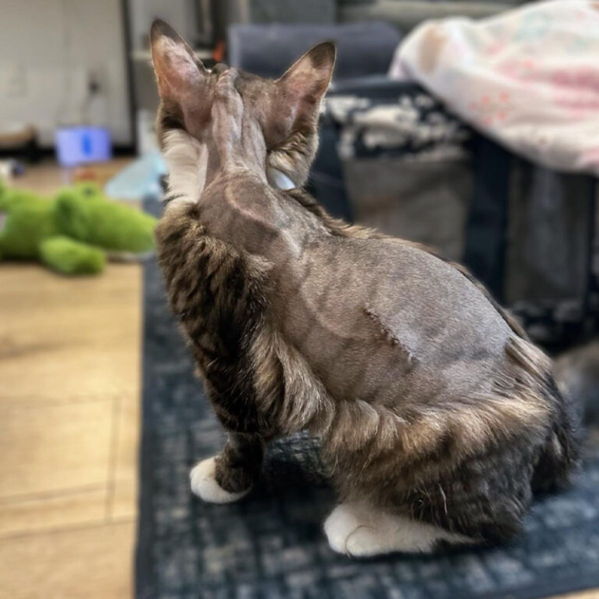 cat was taken care of after surgery