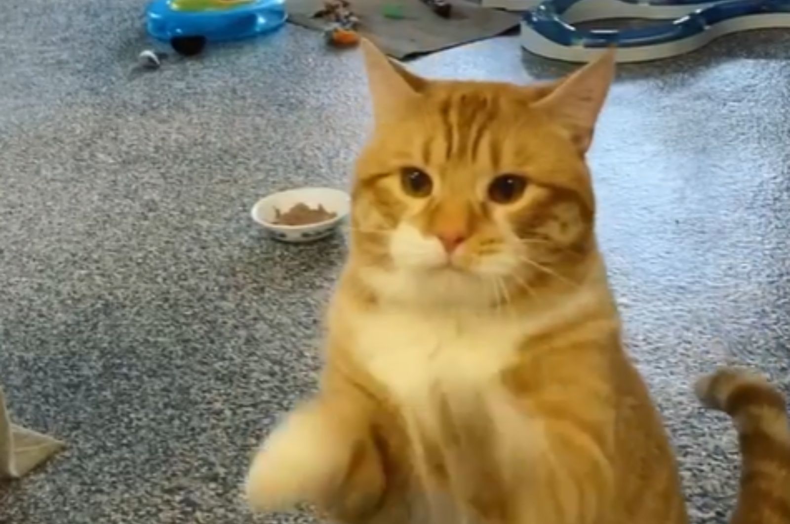 cat waving