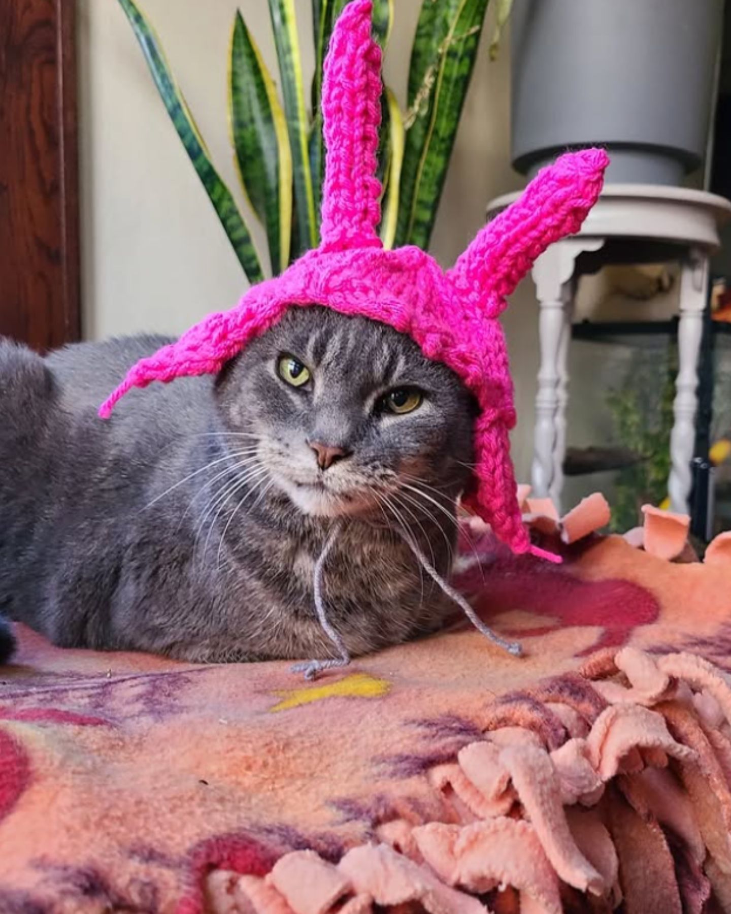 cat wearing a pink hat