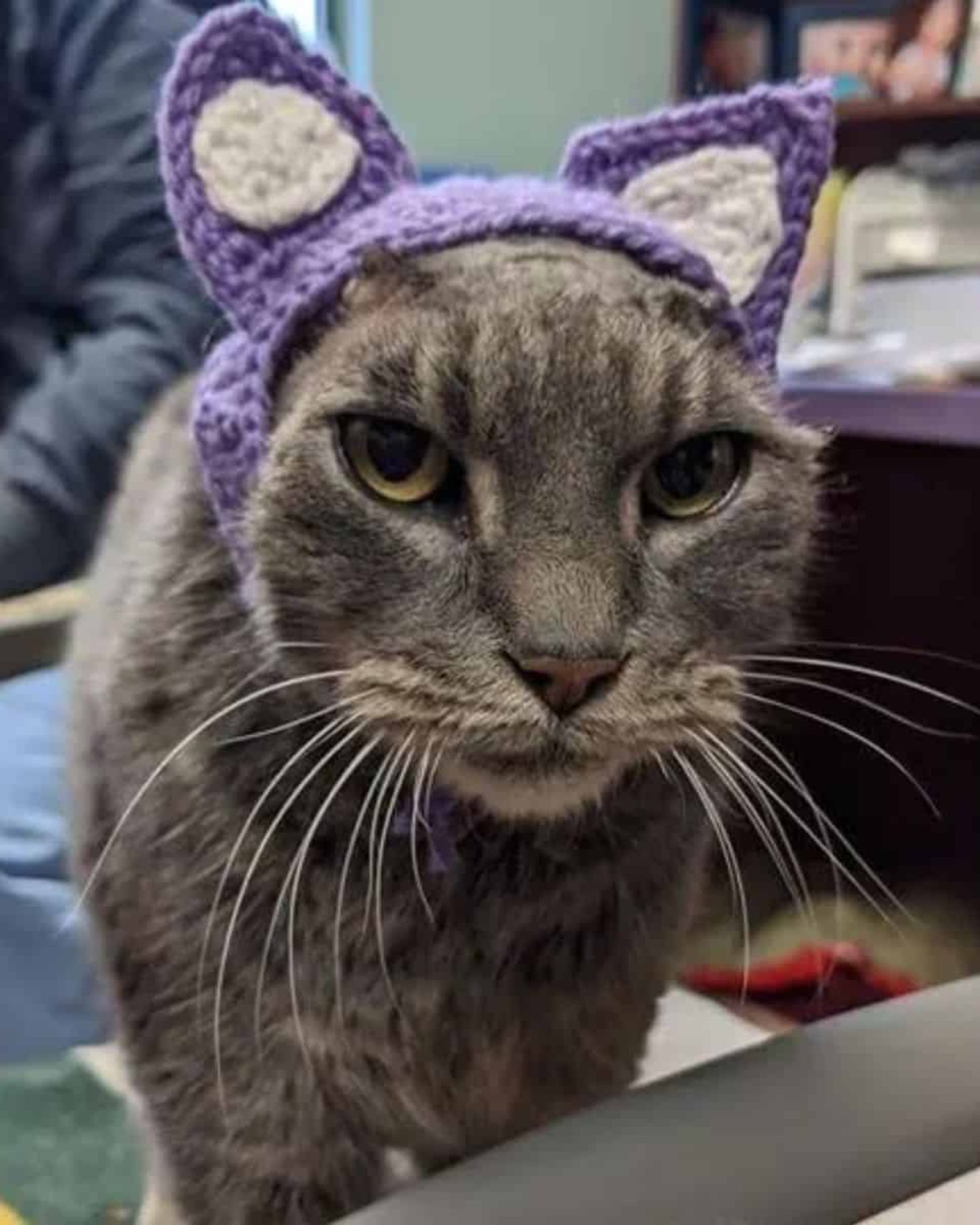 cat wearing fake ears