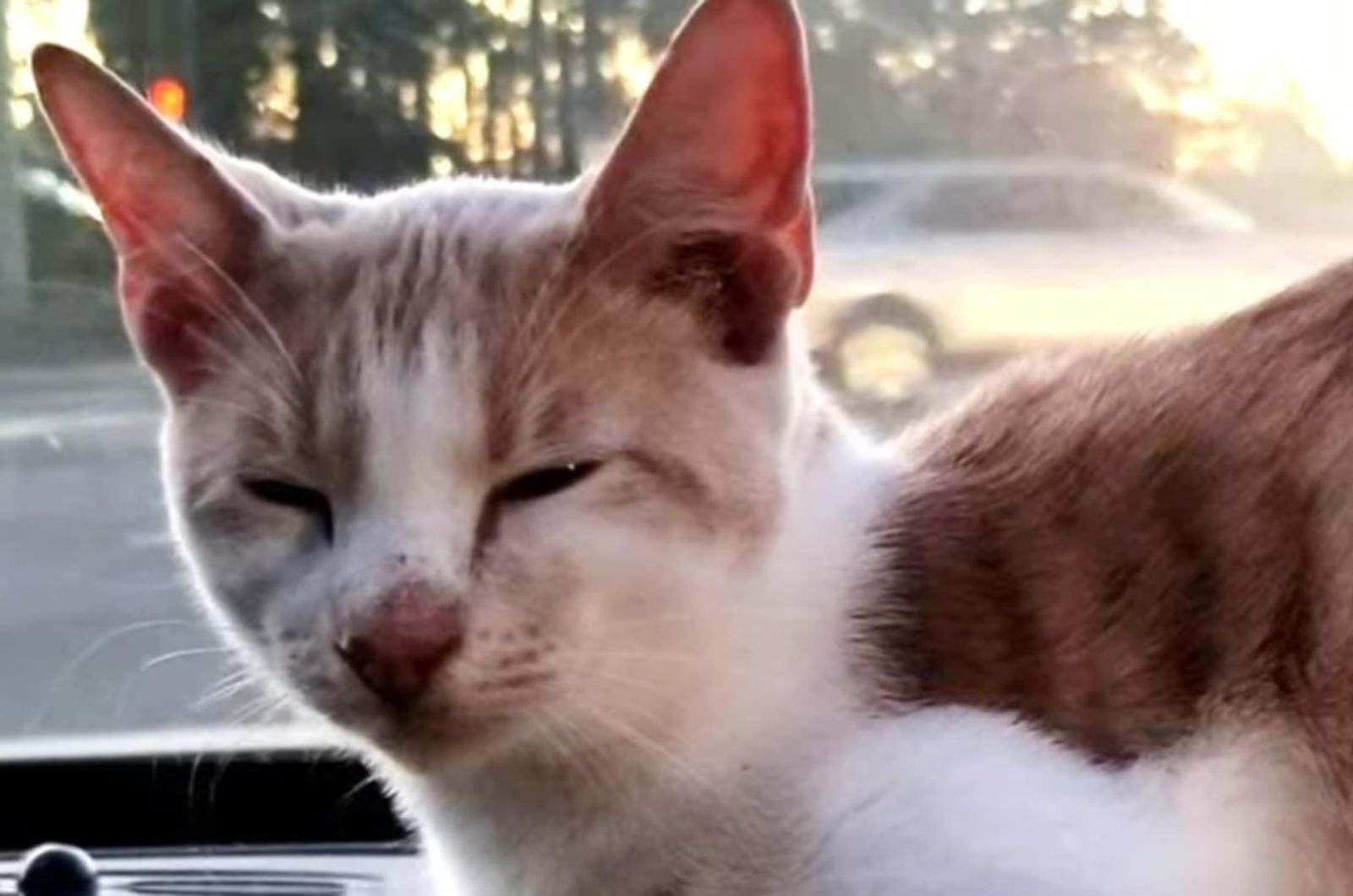 cat winks