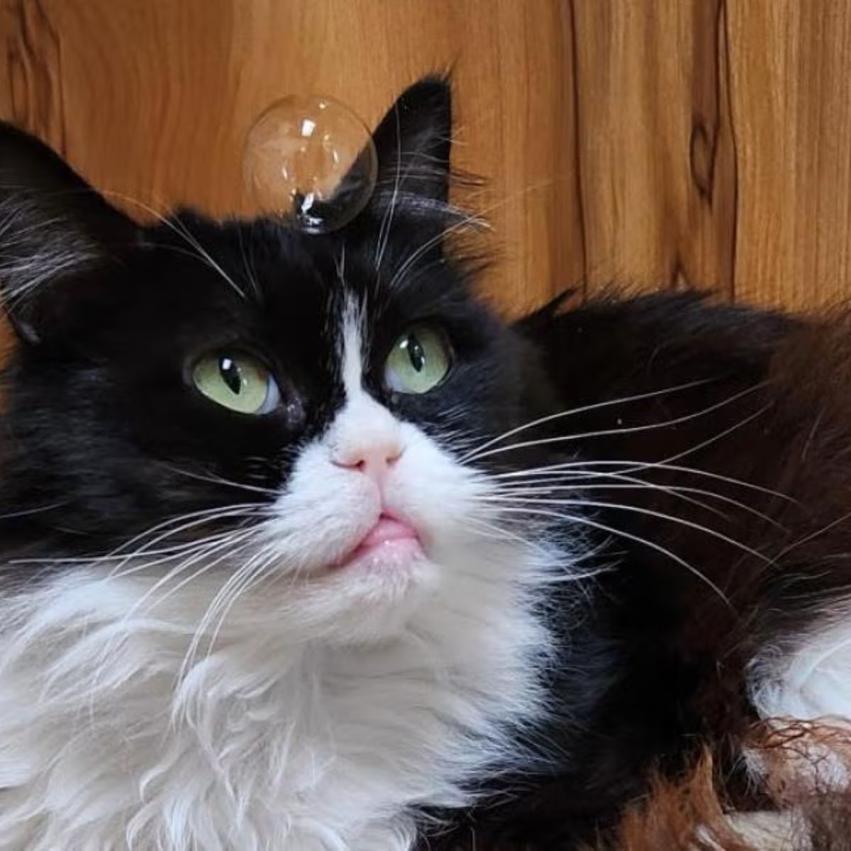 cat with a balloon on its head