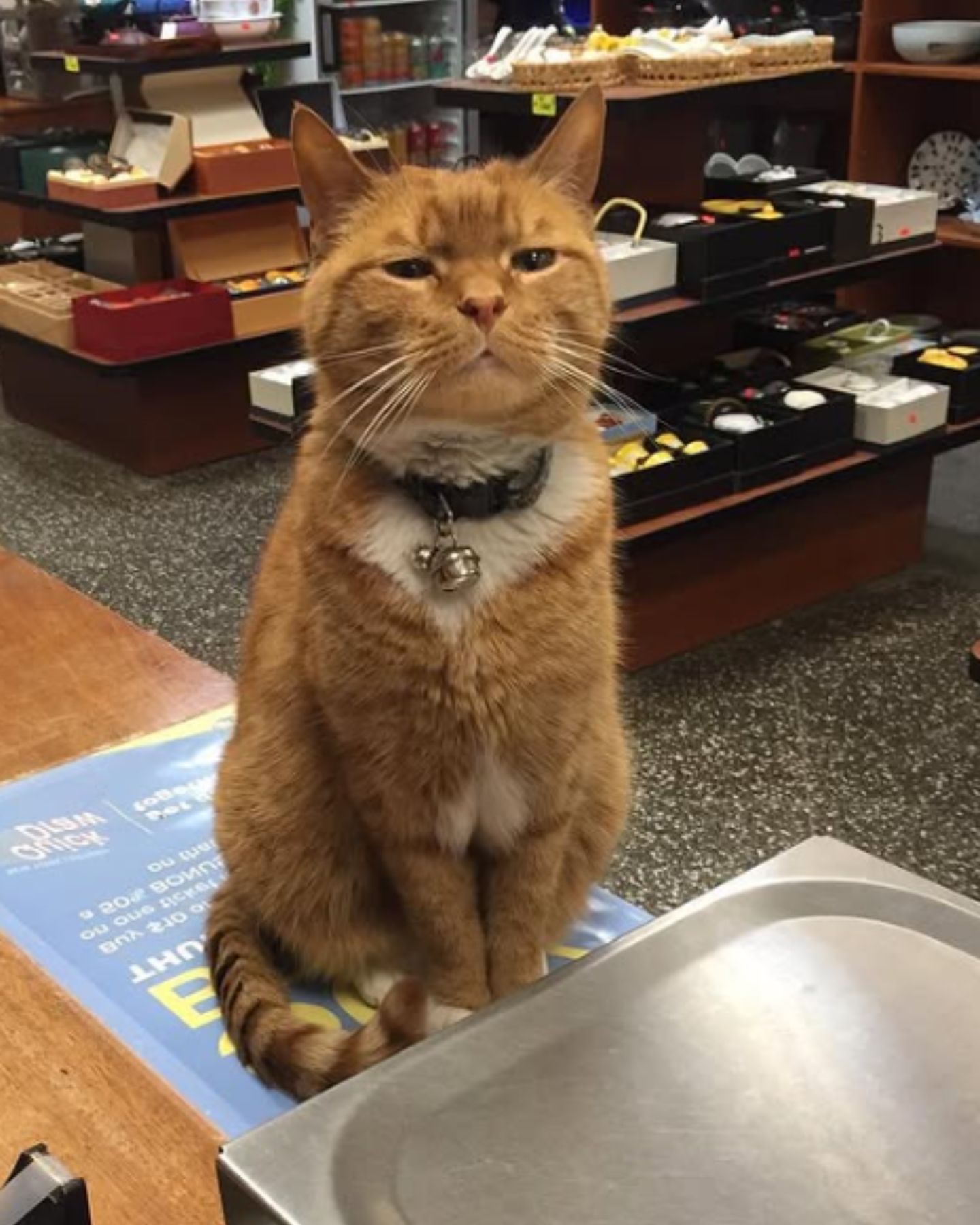 cat with a bell around its neck