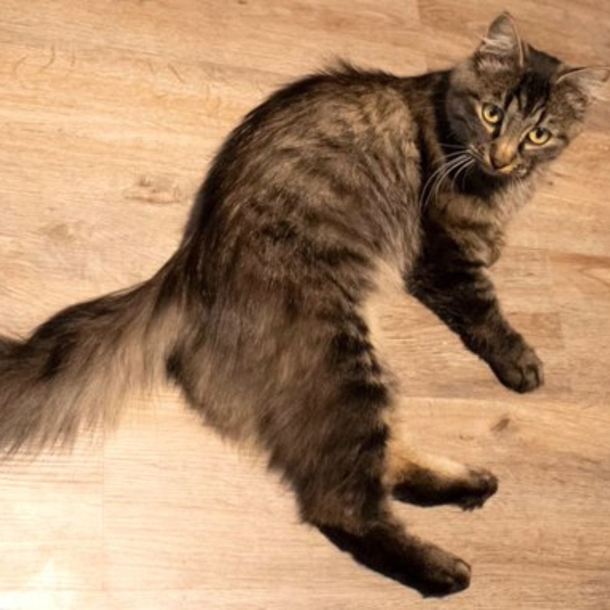 cat with a bushy tail