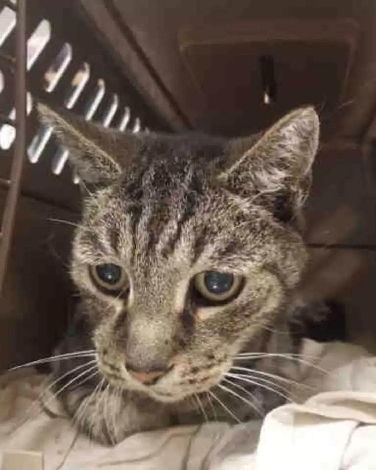 cat with a sad look