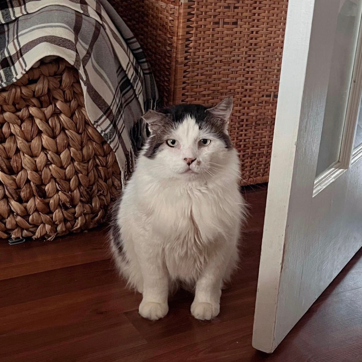 cat with a serious look