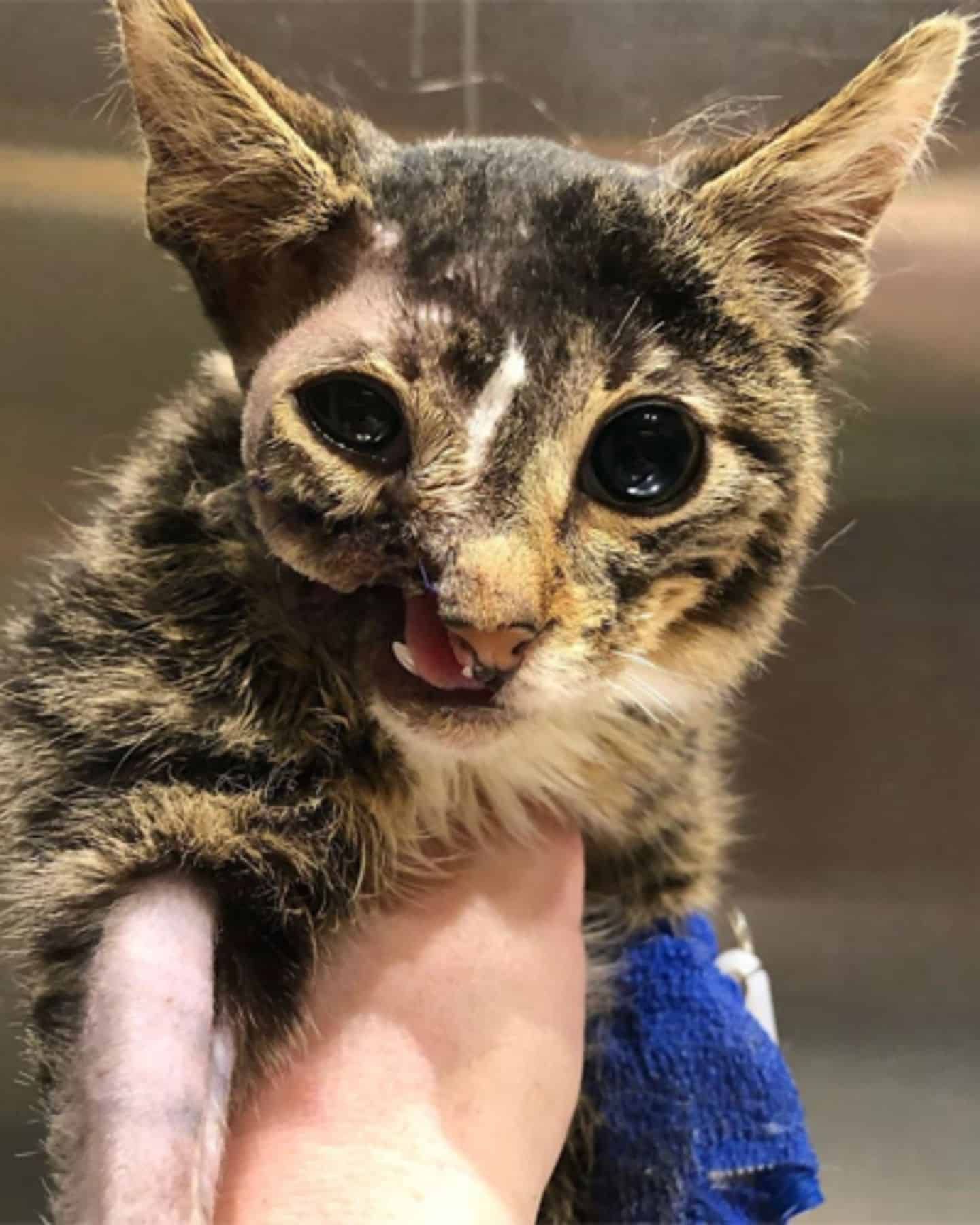 cat with a special condition
