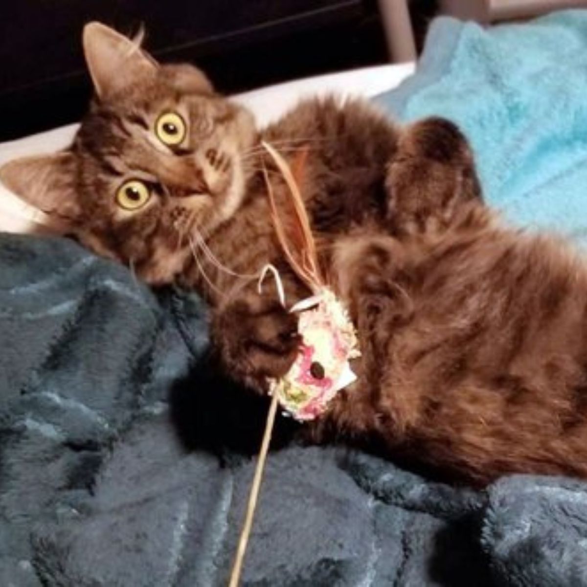 cat with a toy and big eyes