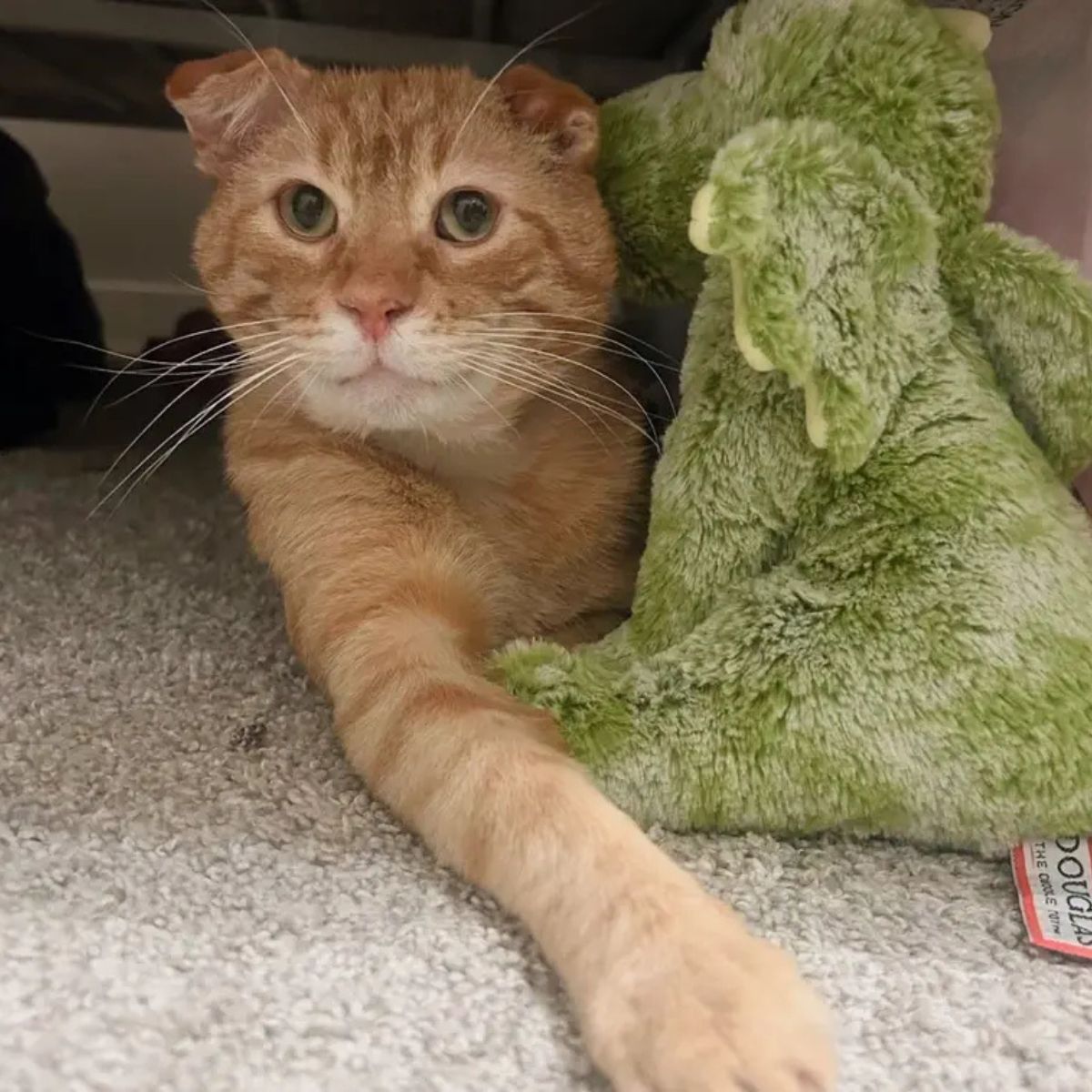 cat with a toy