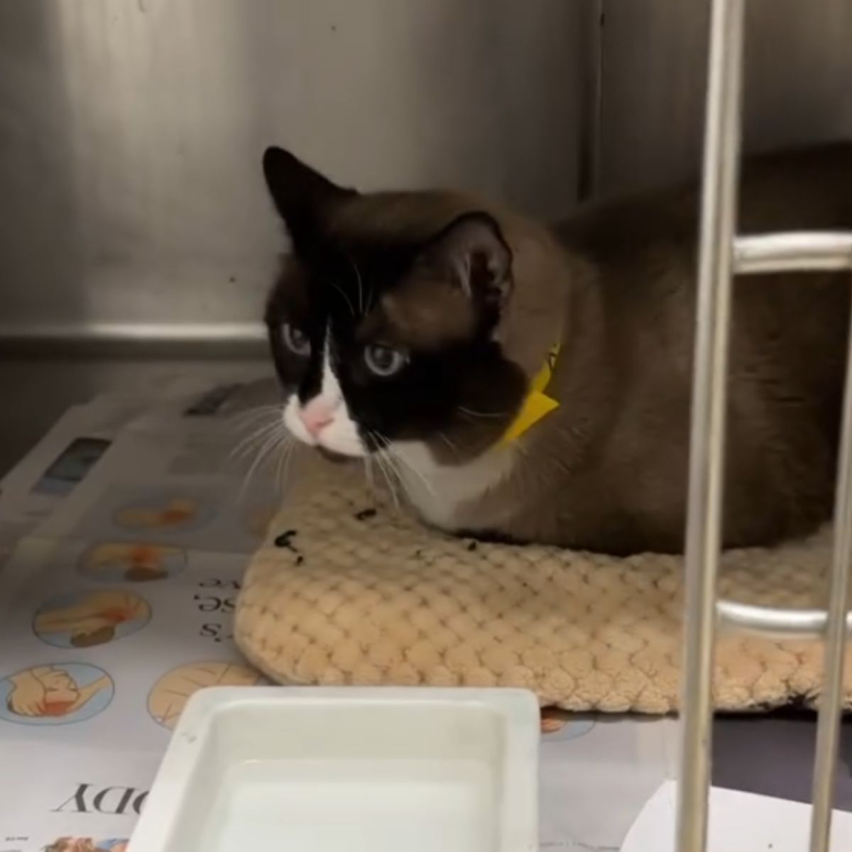 cat with a white muzzle
