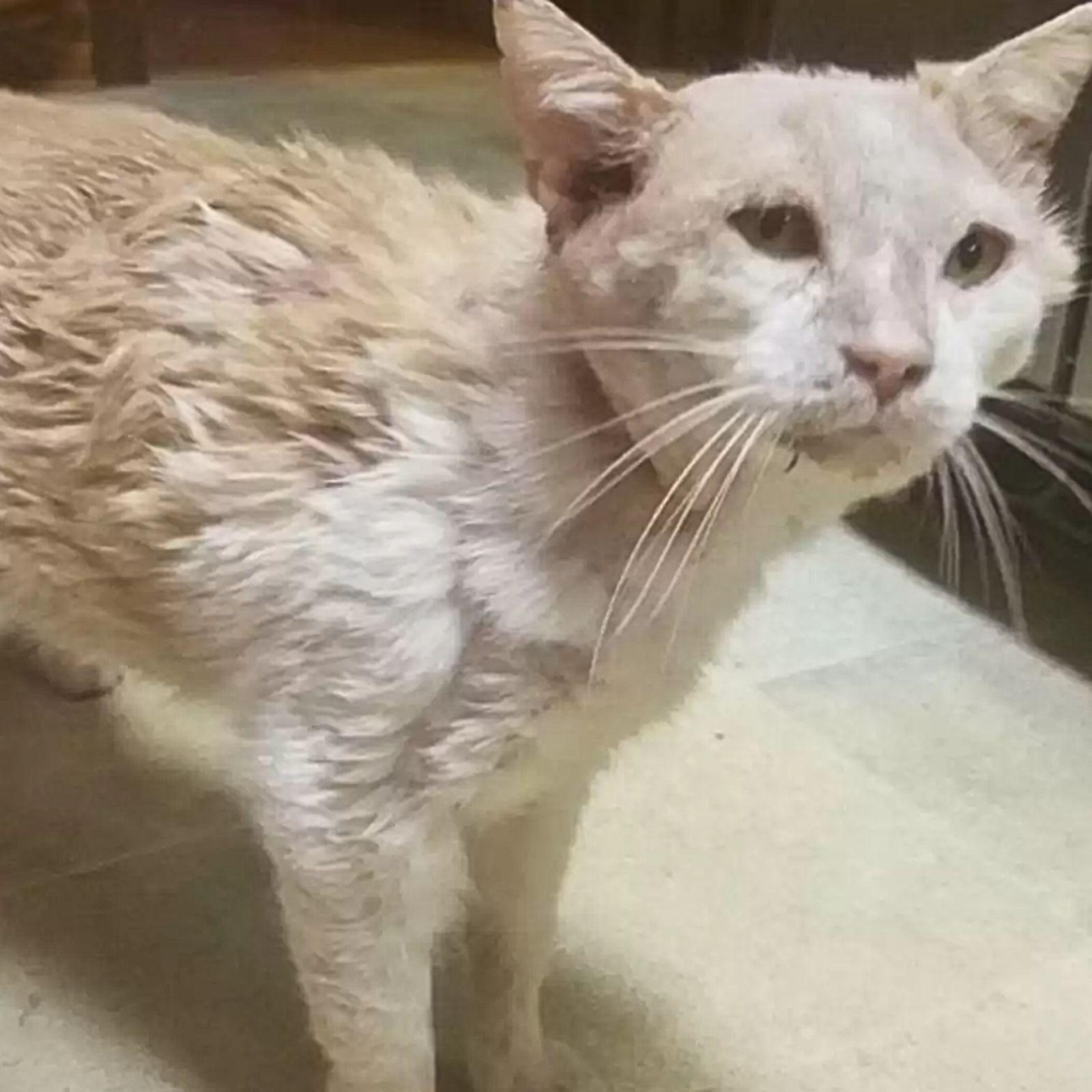 cat with an injured head is recovering