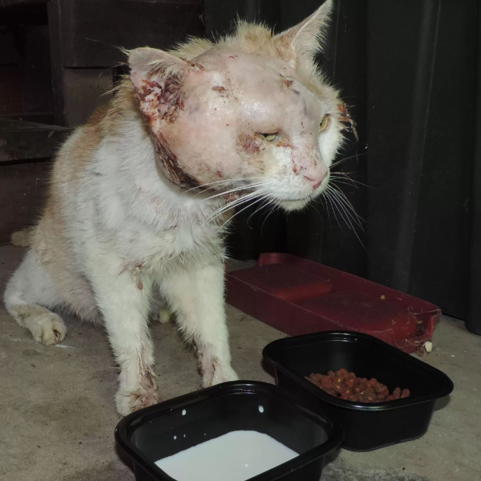 cat with an injured head struggles to eat