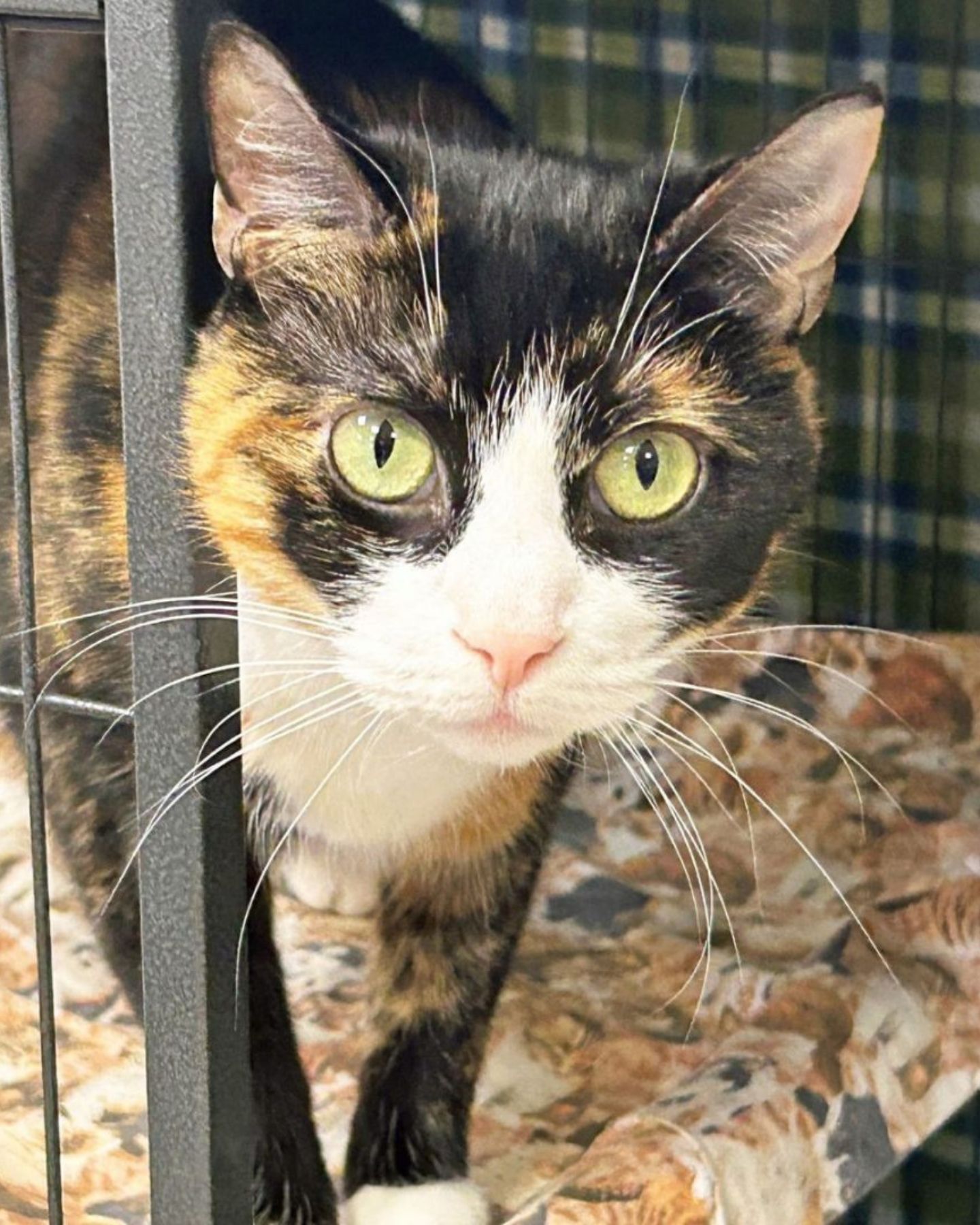 cat with big green eyes