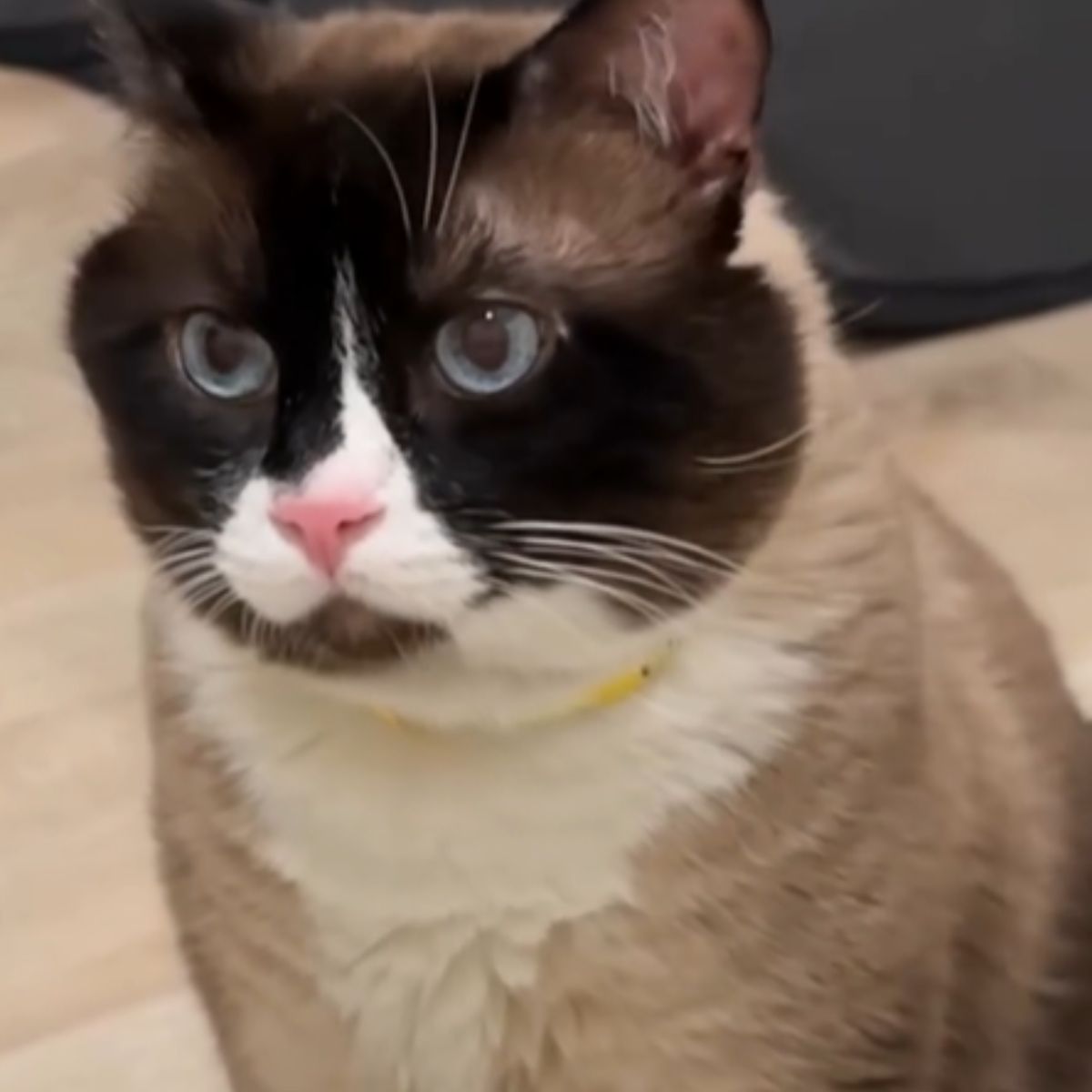 cat with blue eyes