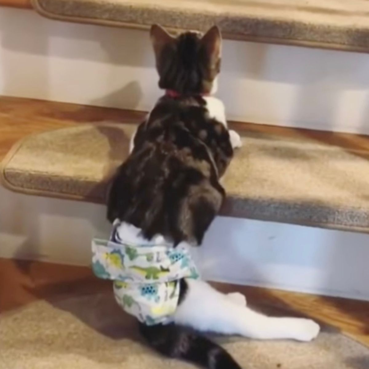 cat with diaper