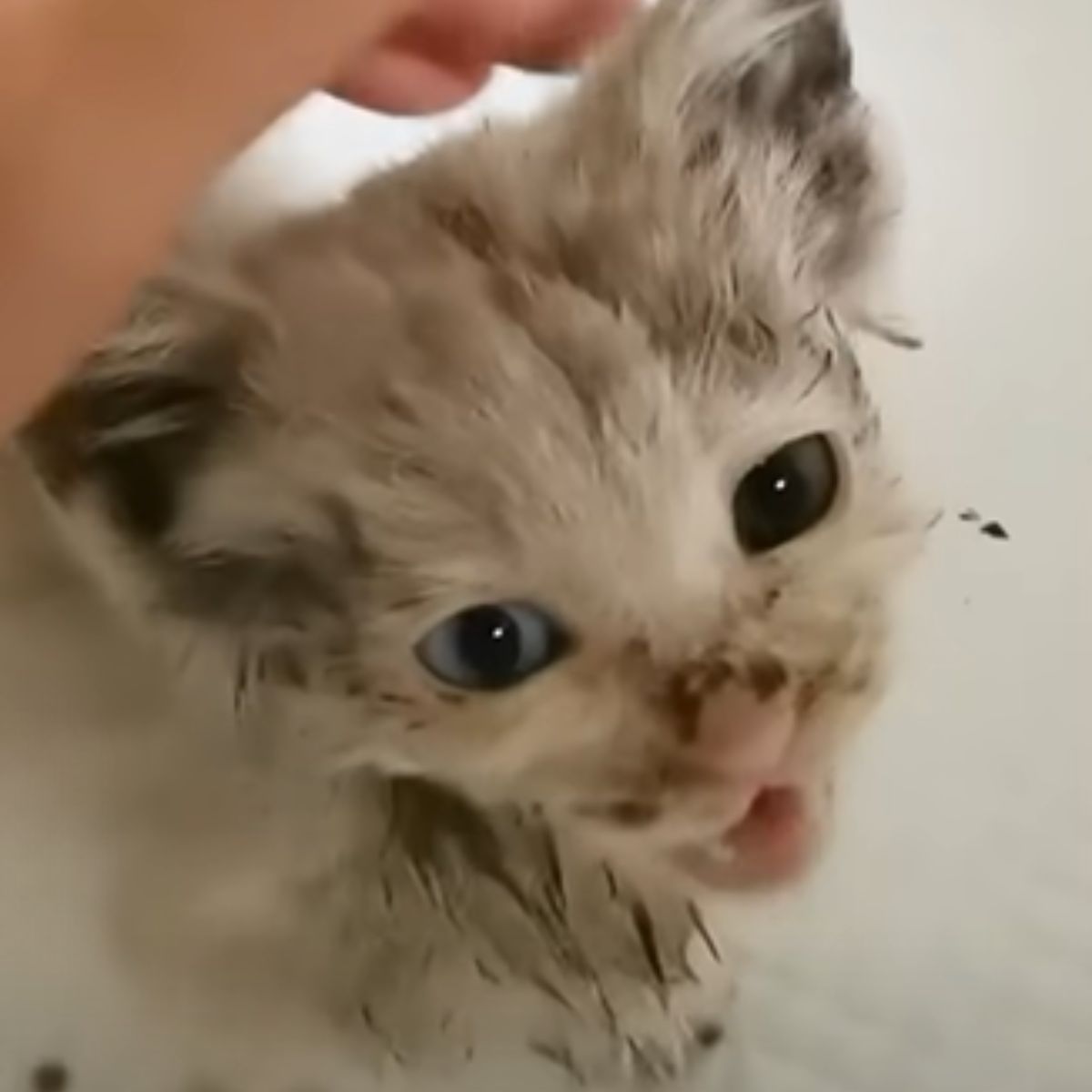 cat with different eye colors