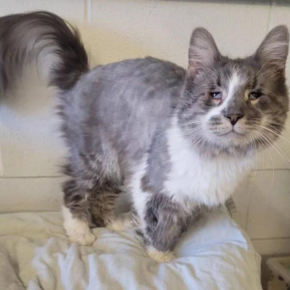 cat with different eyes