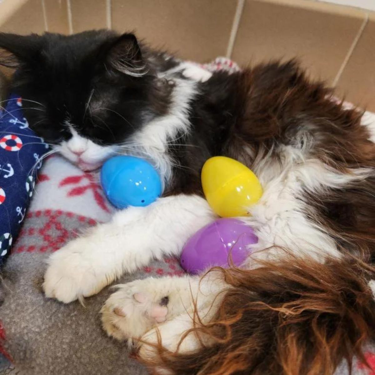 cat with eggs on